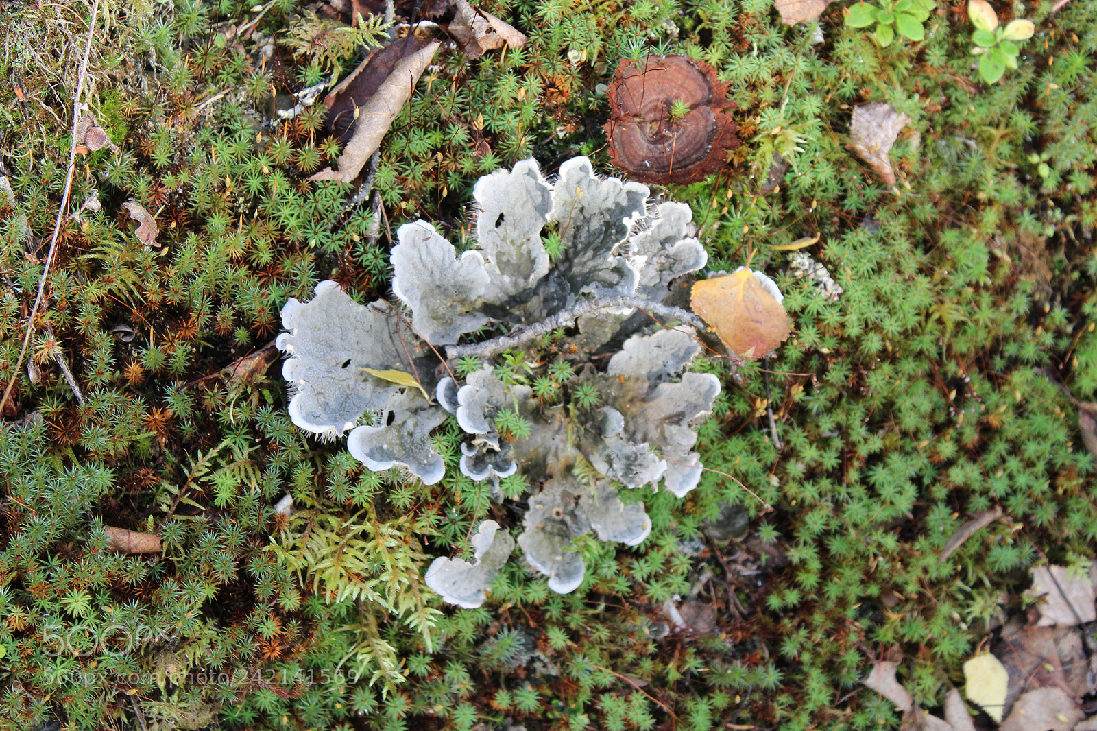 Canon EOS 1300D (EOS Rebel T6 / EOS Kiss X80) sample photo. Mushroom flower photography