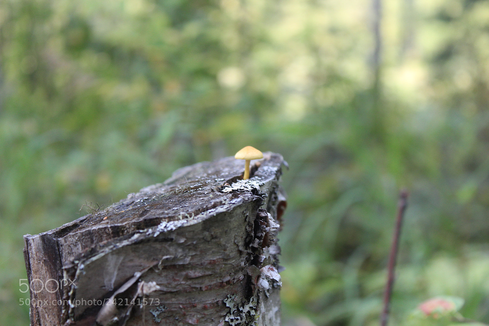 Canon EOS 1300D (EOS Rebel T6 / EOS Kiss X80) sample photo. Tiny mushroom photography