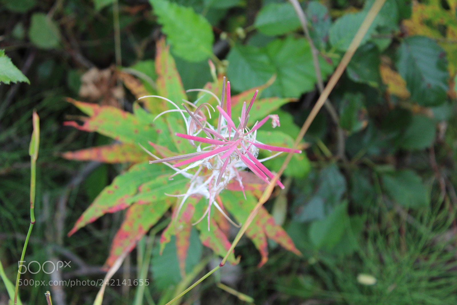 Canon EOS 1300D (EOS Rebel T6 / EOS Kiss X80) sample photo. Morning flower photography
