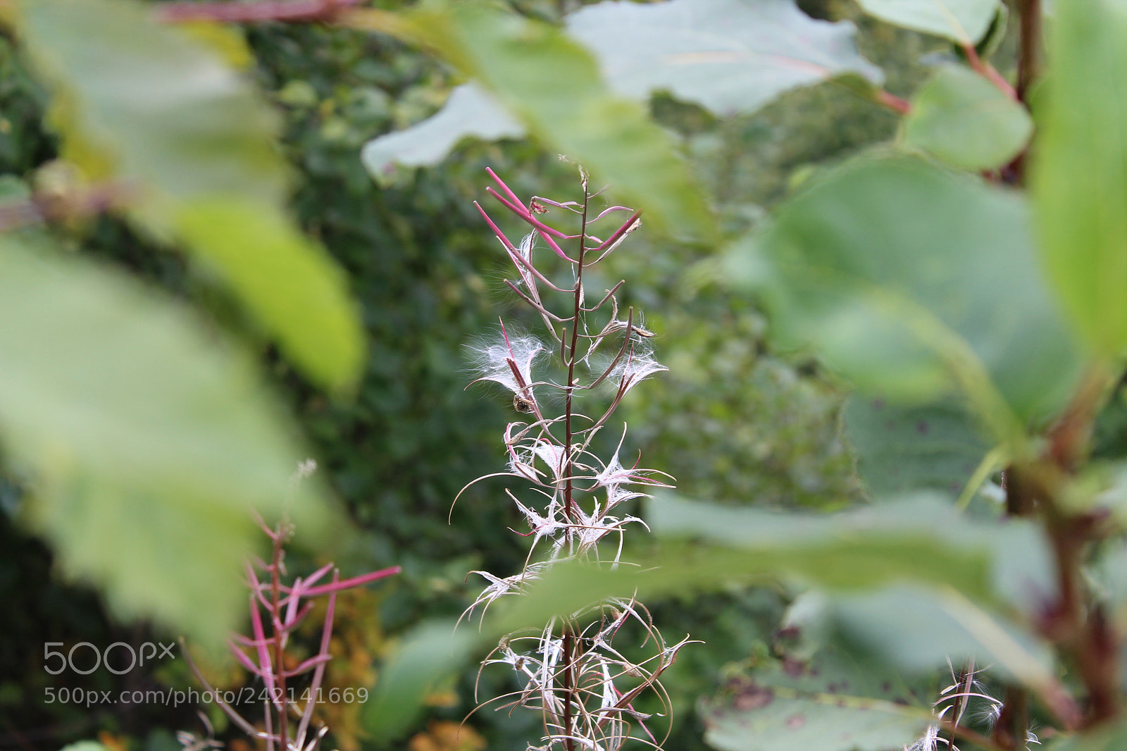 Canon EOS 1300D (EOS Rebel T6 / EOS Kiss X80) sample photo. Flower bloom photography