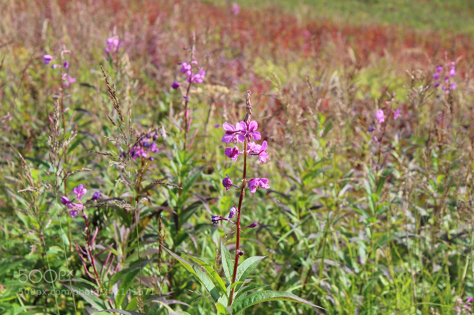 Canon EOS 1300D (EOS Rebel T6 / EOS Kiss X80) sample photo. Fireweed photography