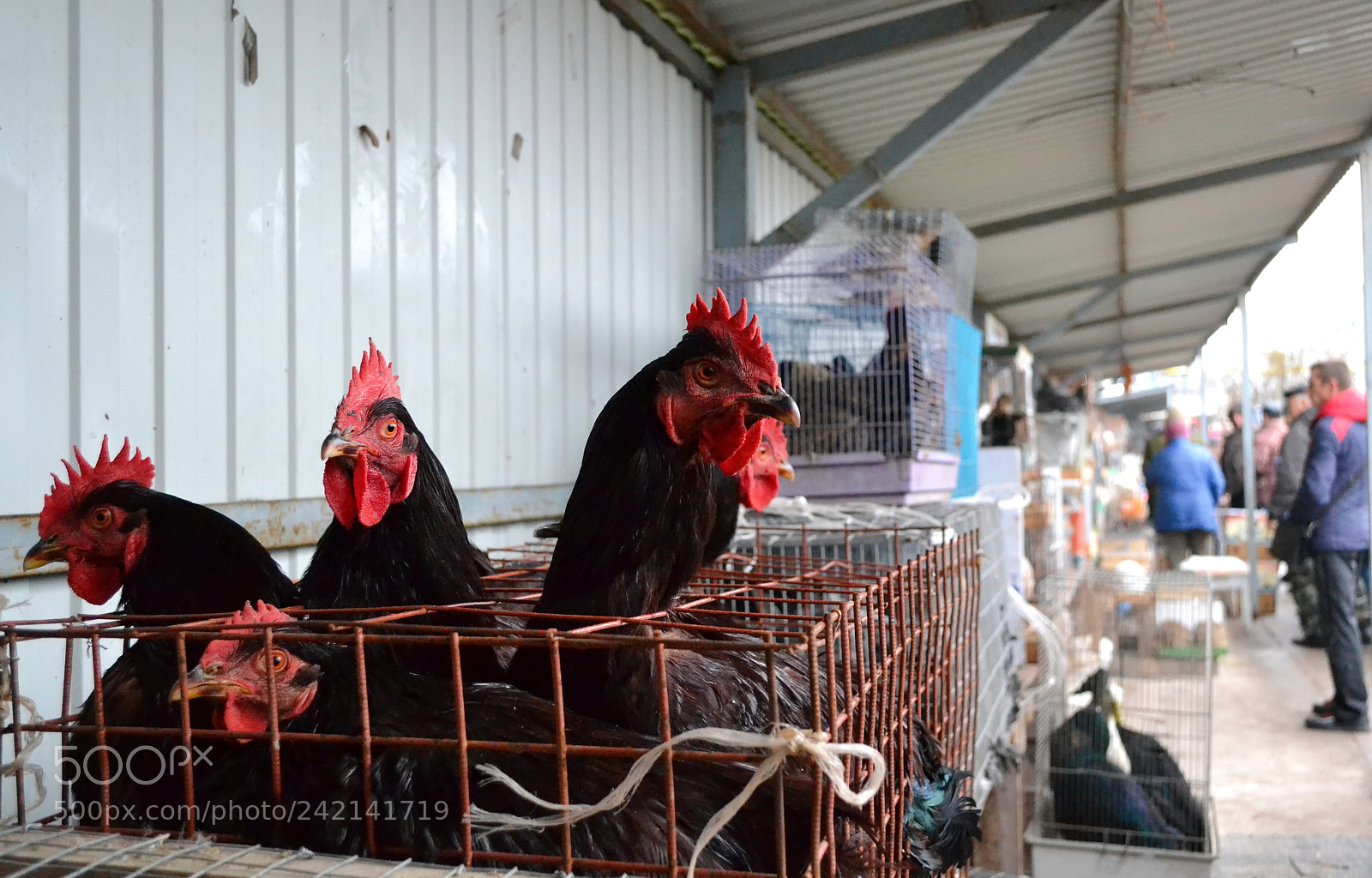 Nikon D3100 sample photo. Black chickens sold at photography