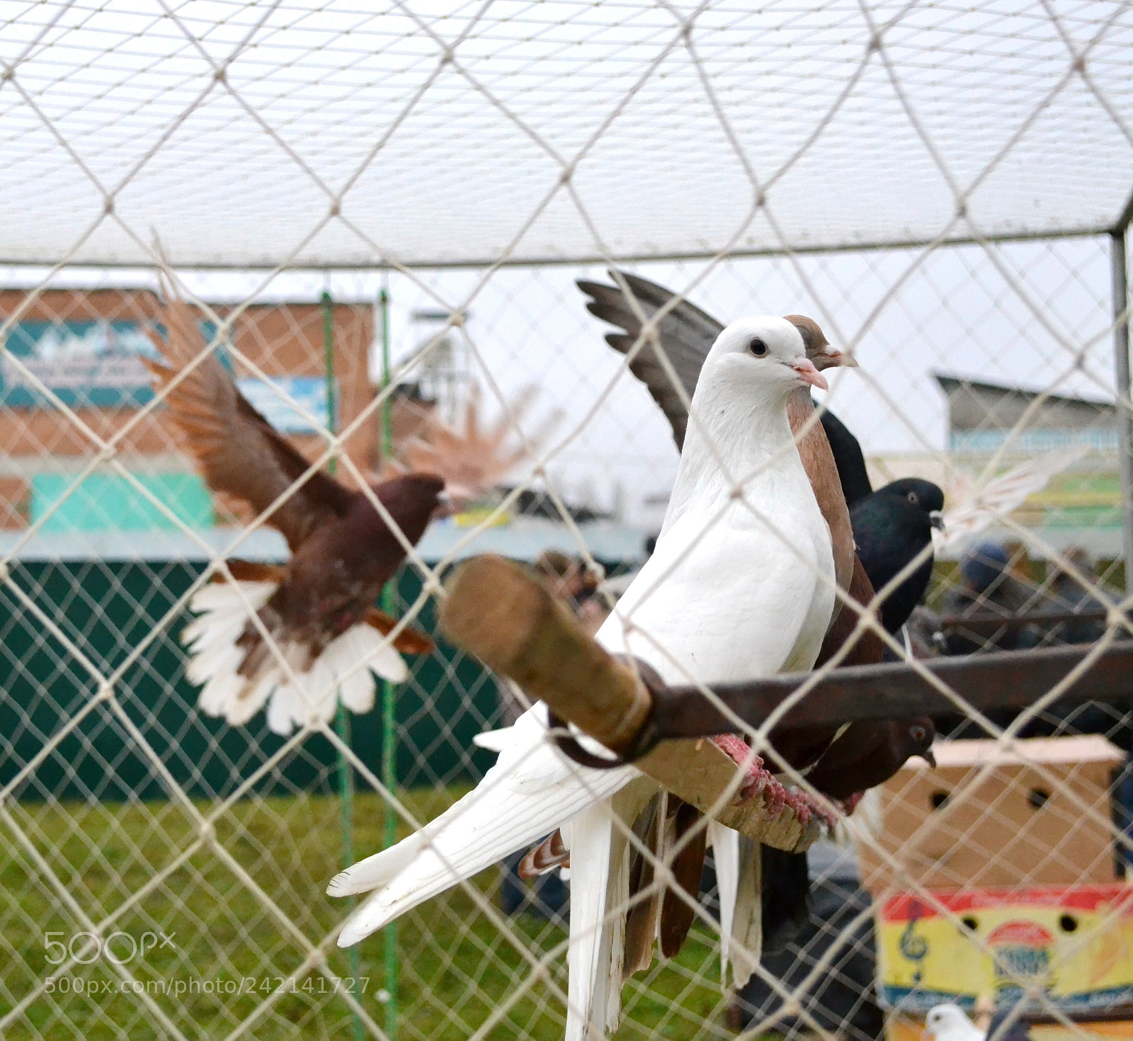Nikon D3100 sample photo. Breeding pigeons in cage photography