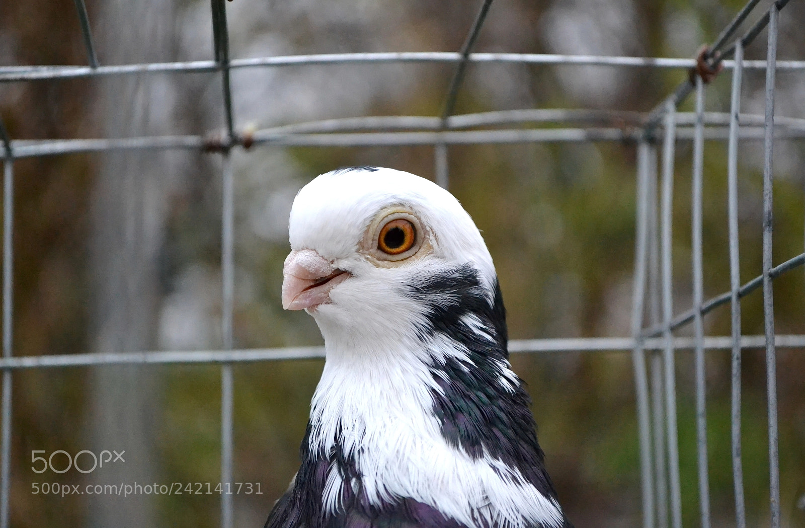 Nikon D3100 sample photo. Purebred white-rock dove in photography