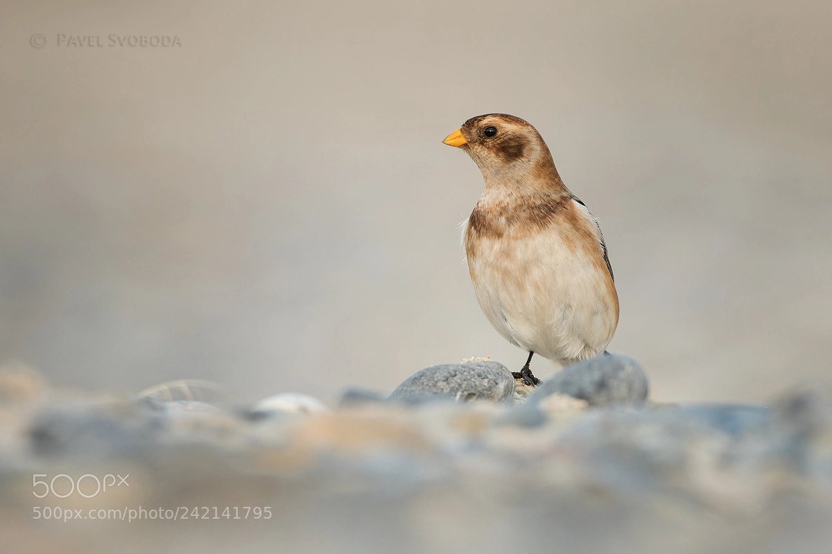 Nikon D500 sample photo. Snow bunting photography