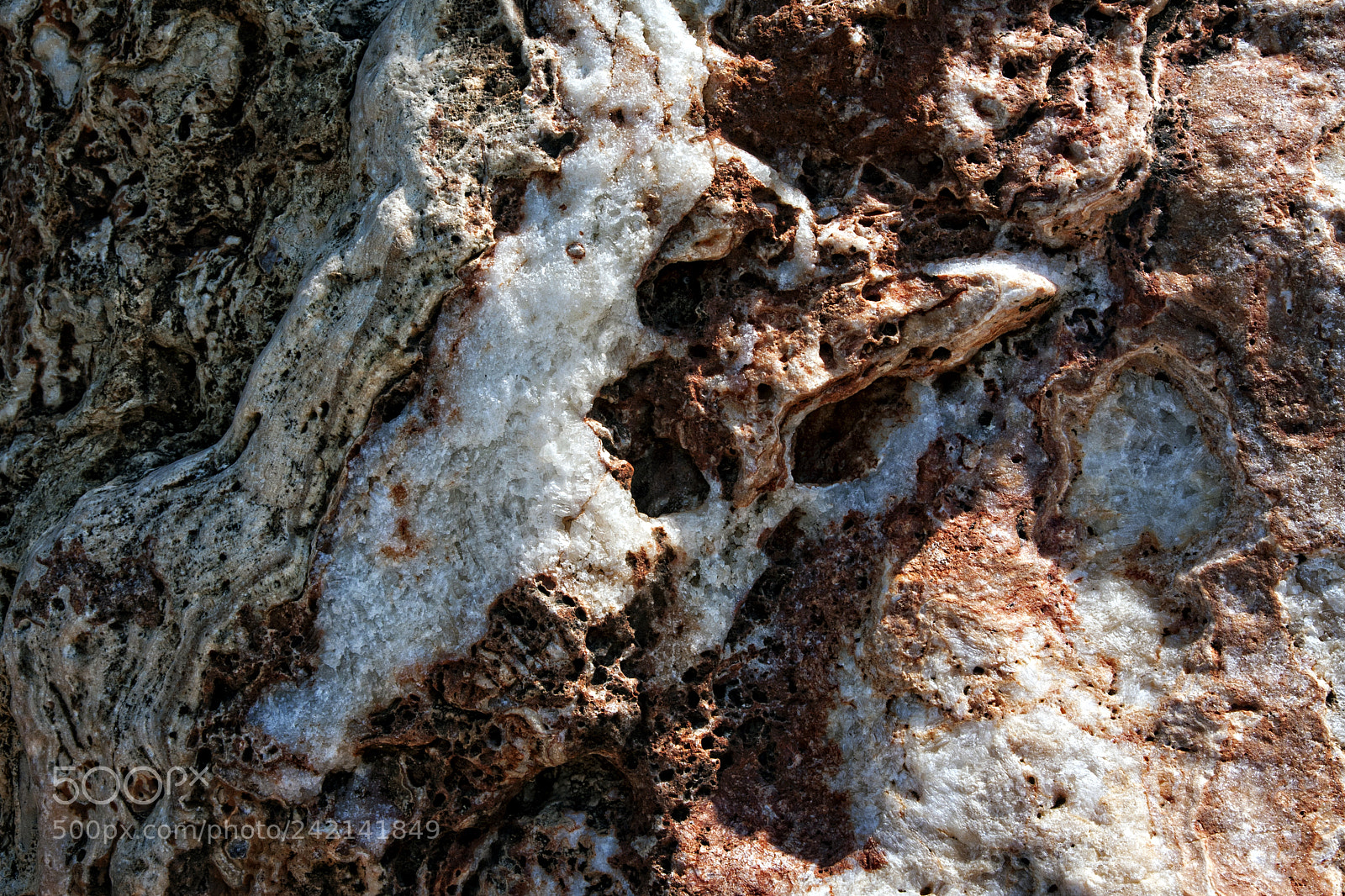 Canon EOS 40D sample photo. The beast (4) photography