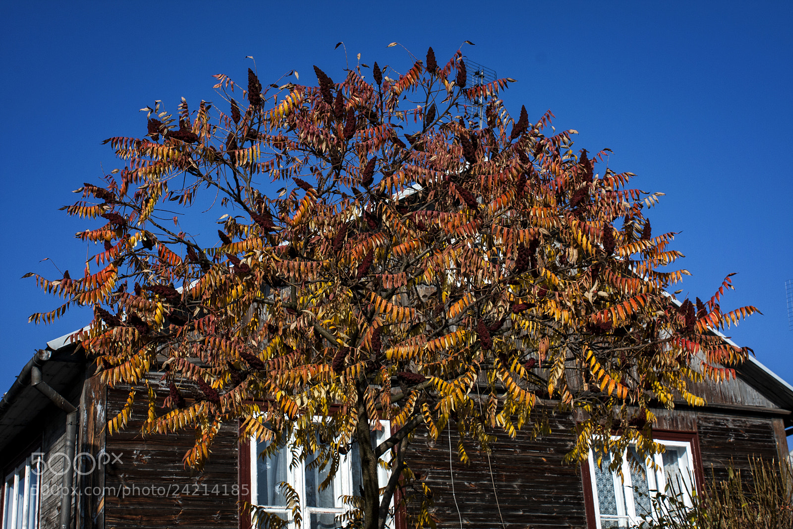 Canon EOS 40D sample photo. The house of ordinary photography