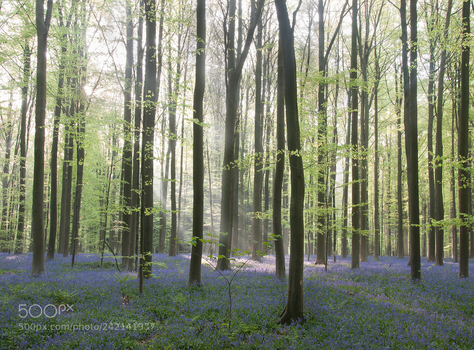 Nikon D90 sample photo. Hallerbos photography