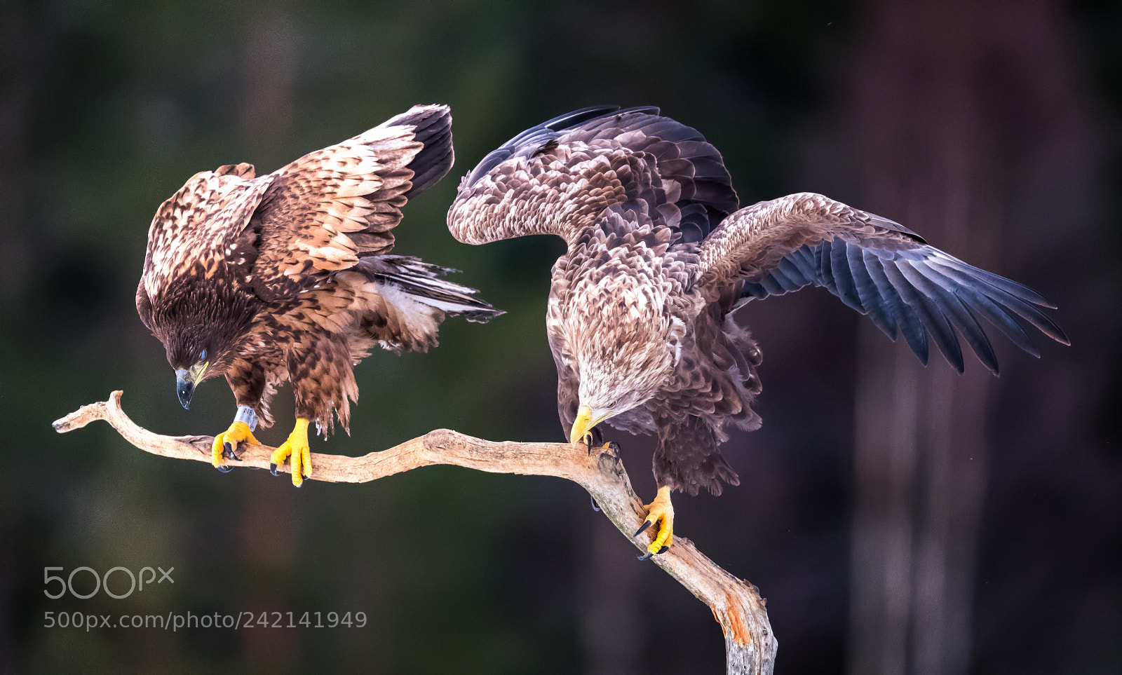 Nikon D5 sample photo. Eagles photography