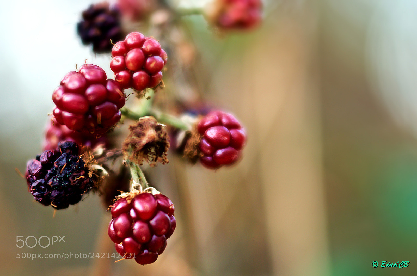Pentax K-5 sample photo. Wild blackberries photography