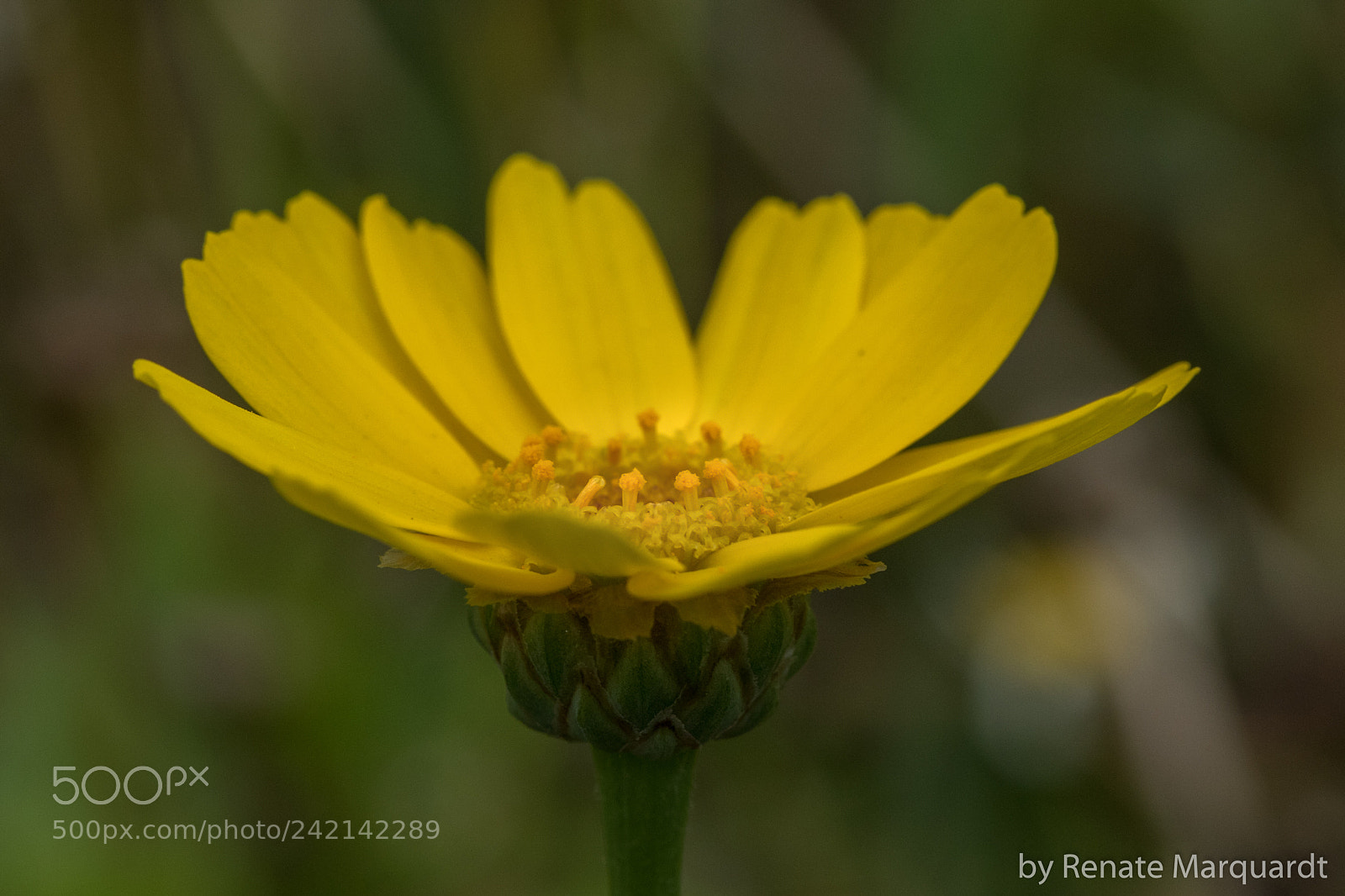 Canon EOS 7D Mark II sample photo. Gelb leuchtend....... photography