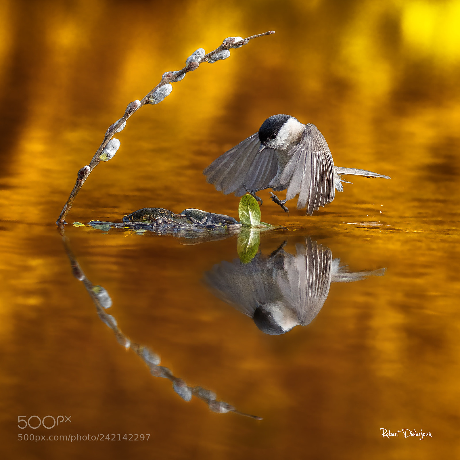 Nikon D810 sample photo. Marsh tit at landing photography
