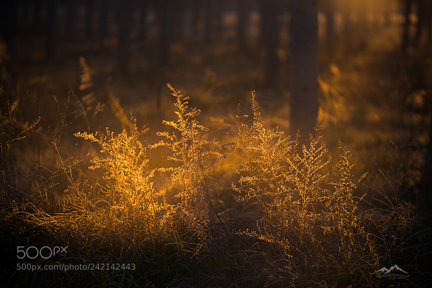 Nikon D800 sample photo. Intimate light photography