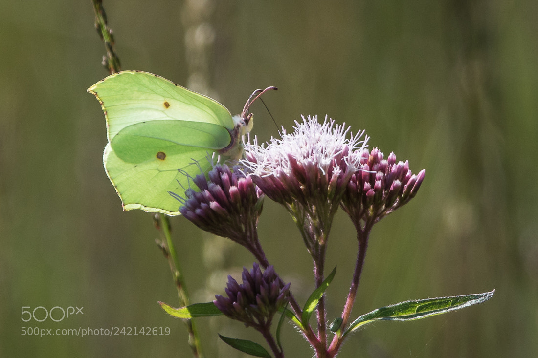 Canon EOS 7D Mark II sample photo. Butterfly photography