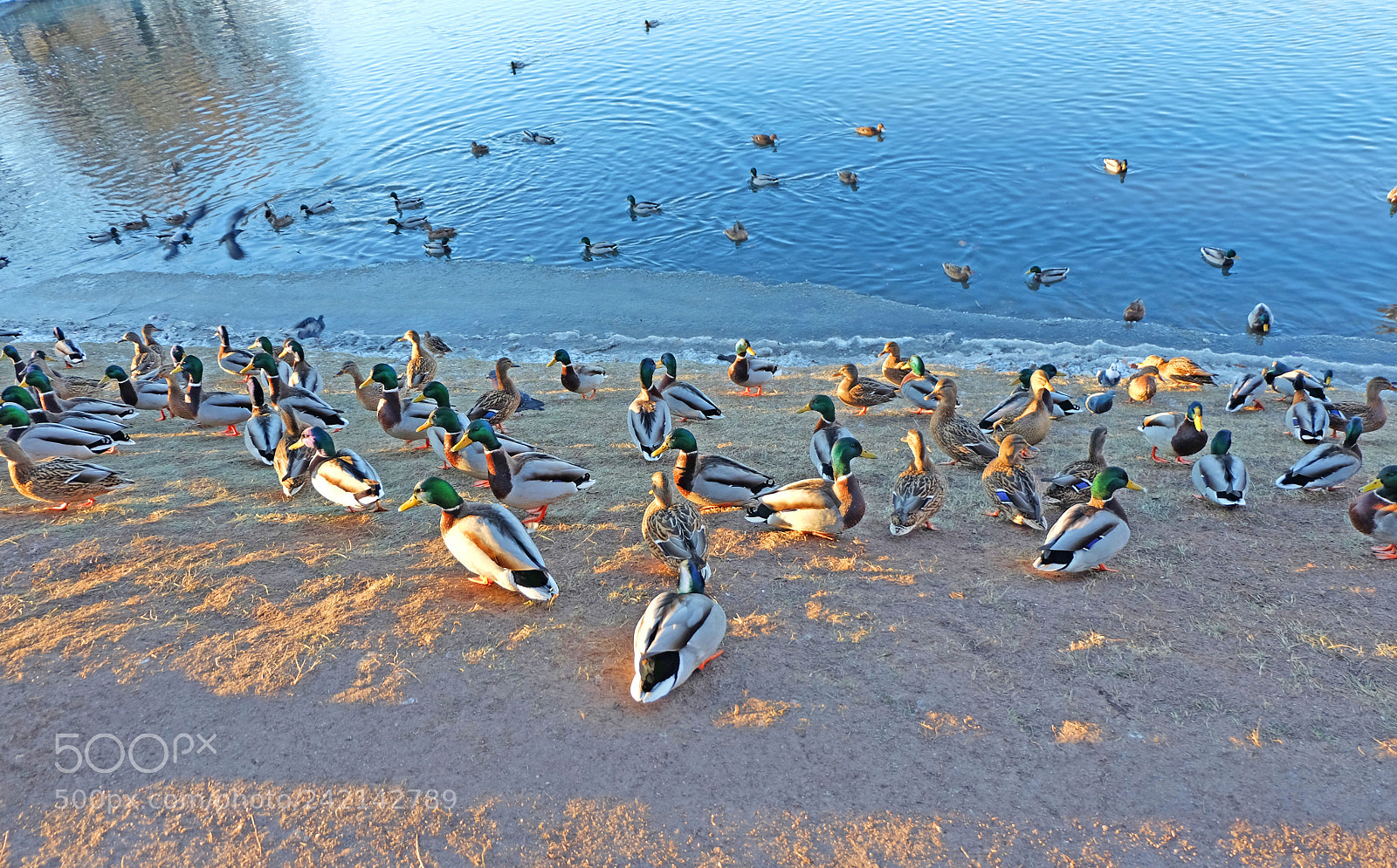 Fujifilm X-M1 sample photo. Ducks on the lake photography