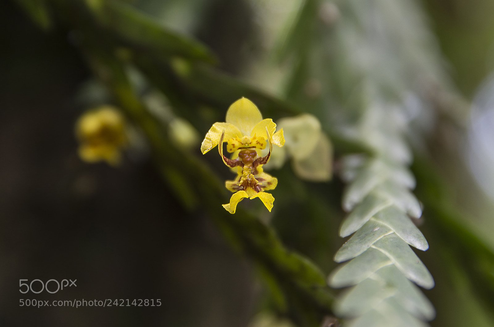 Nikon D3200 sample photo. Angry orchid? photography