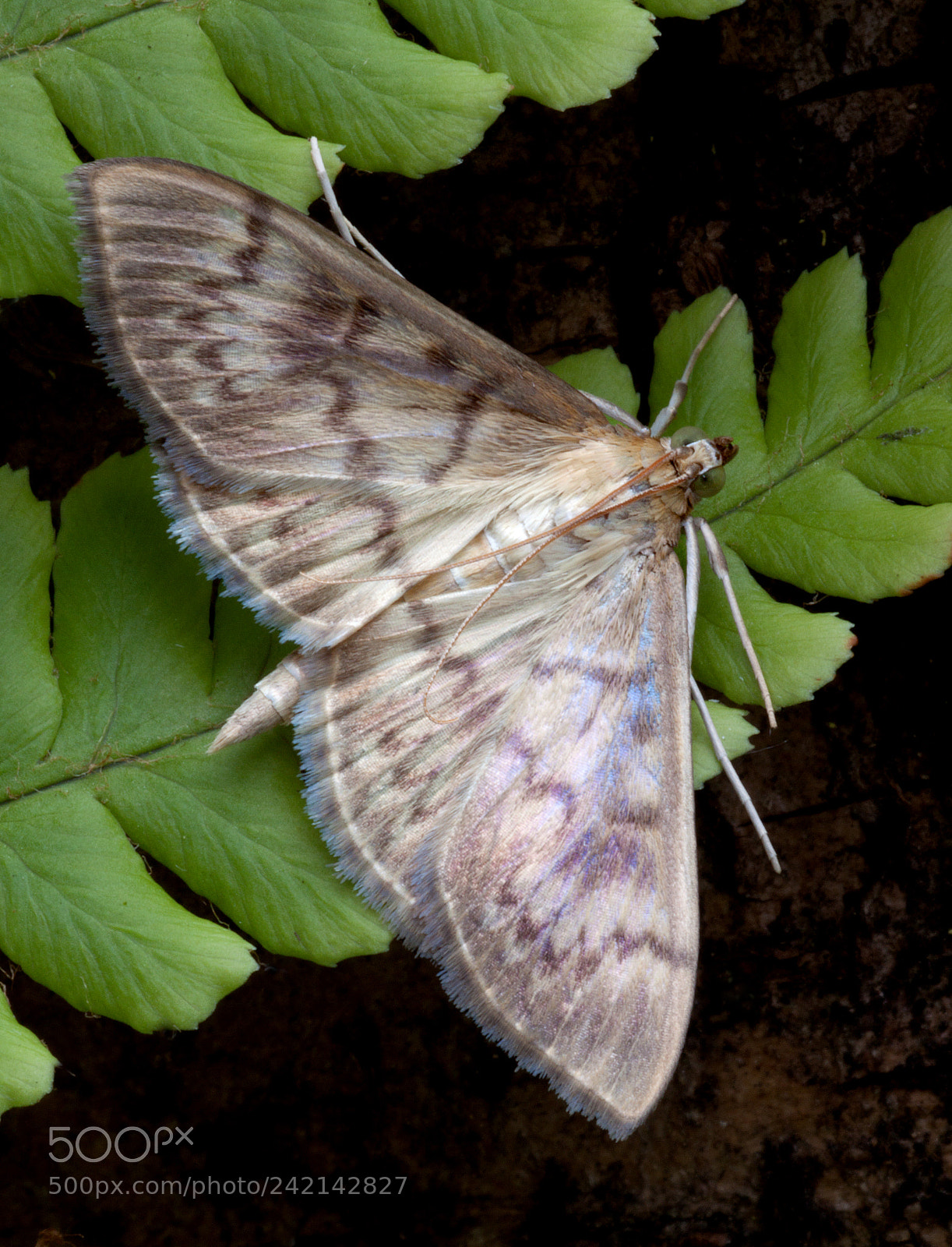 Canon EOS 500D (EOS Rebel T1i / EOS Kiss X3) sample photo. Mother of pearl photography