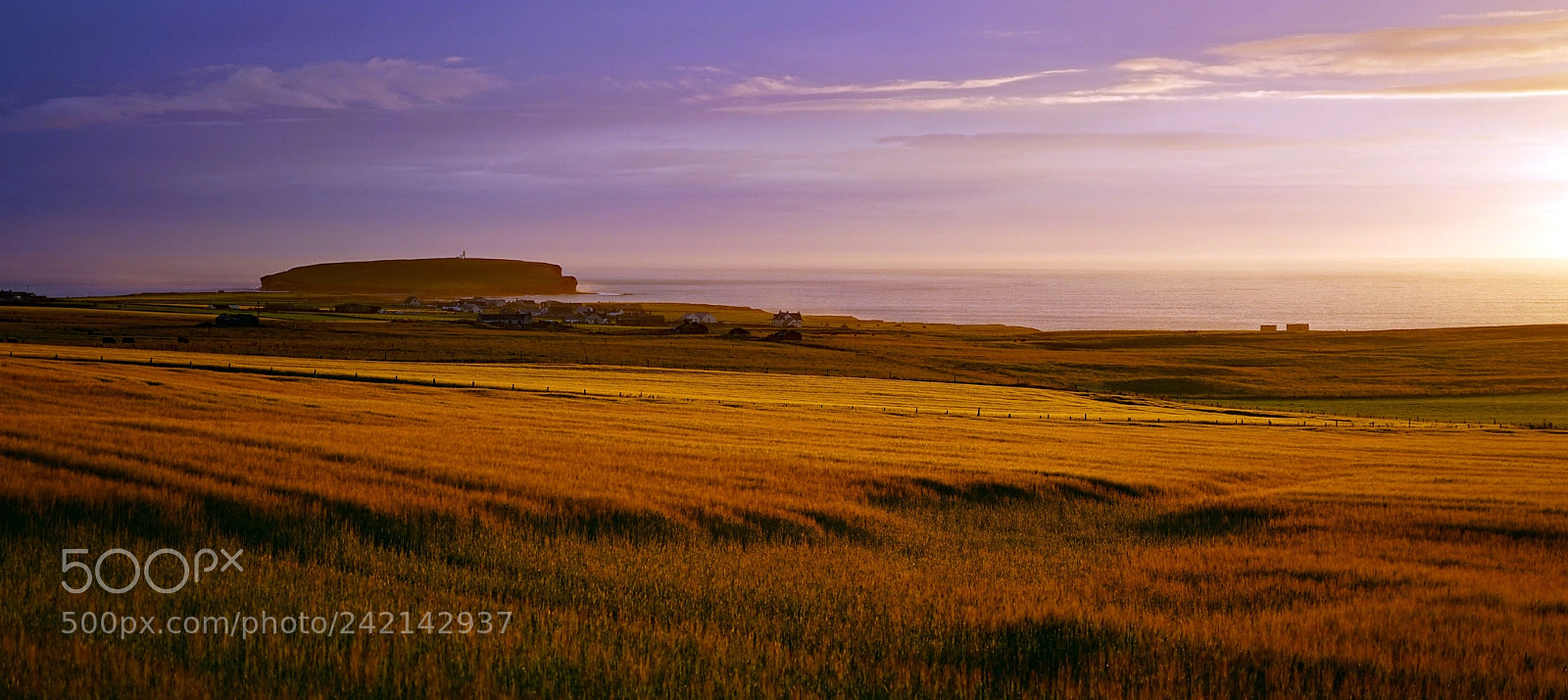 Sony a7 sample photo. Fields of gold, birsay photography