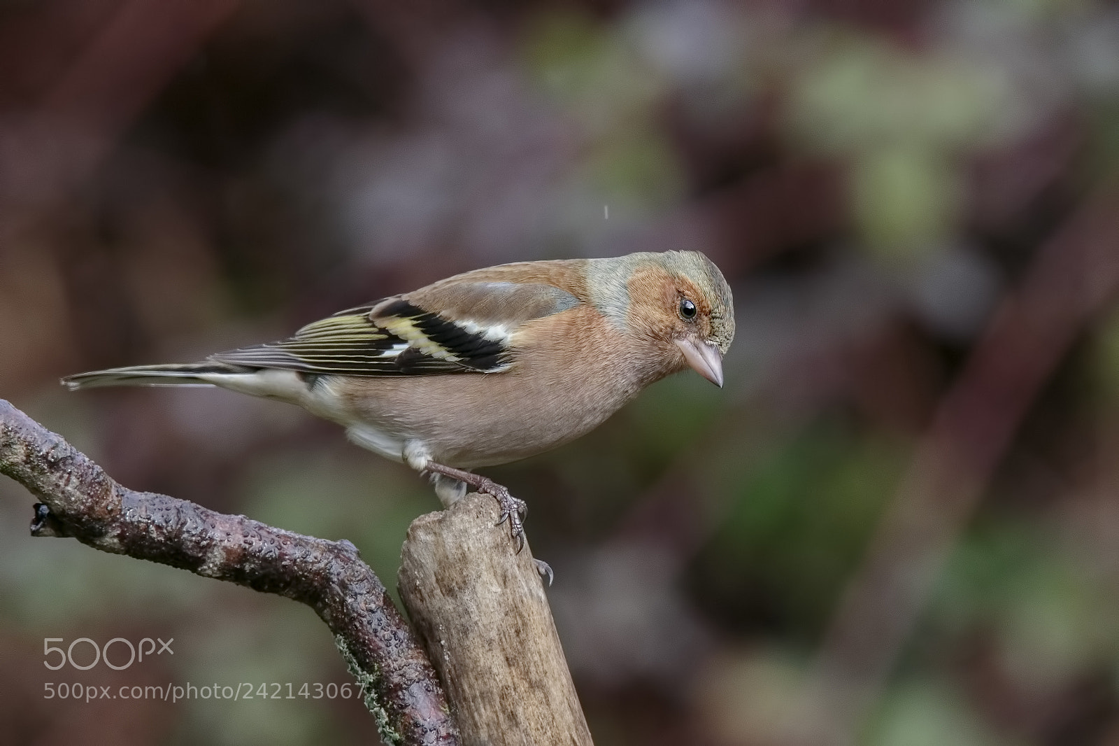 Canon EOS 7D Mark II sample photo. Fringilla coelebs photography