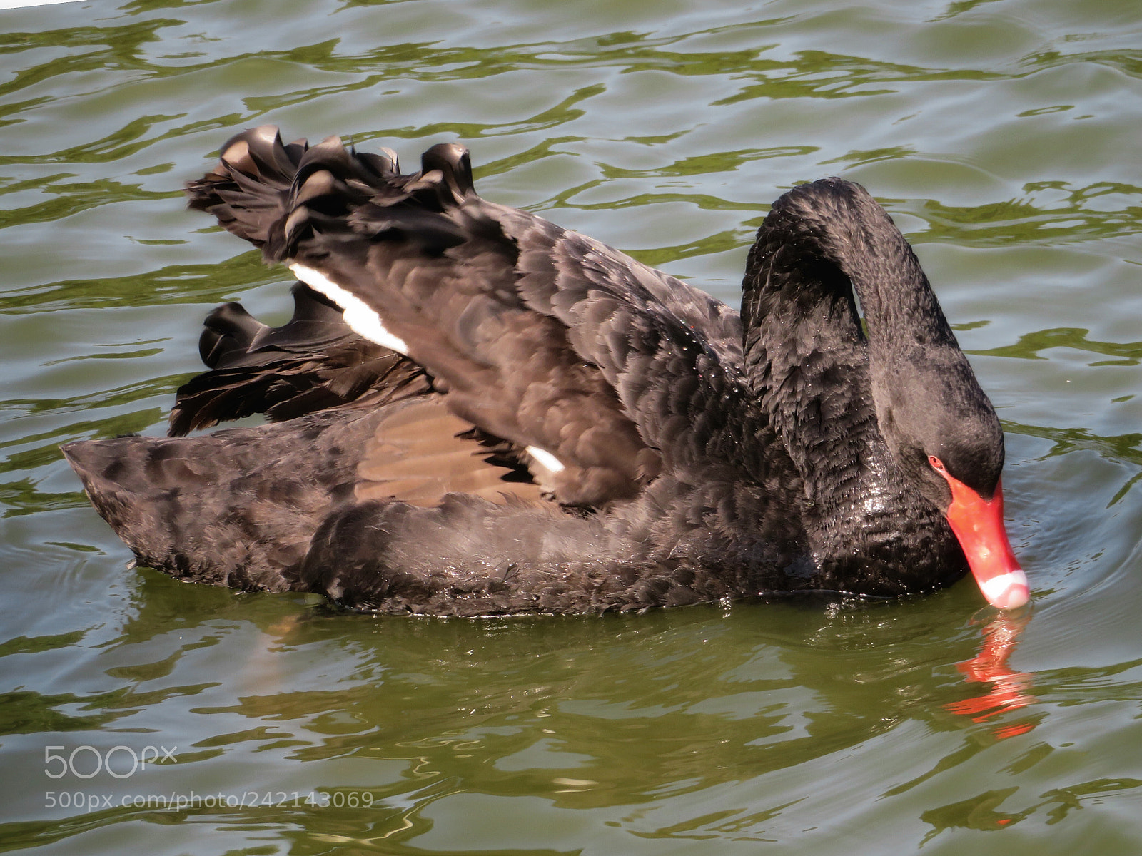 Canon PowerShot SX720 HS sample photo. Black swan photography