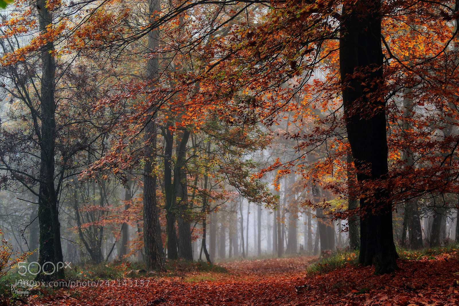 Canon EOS 7D Mark II sample photo. Beauty shrouded in fog photography