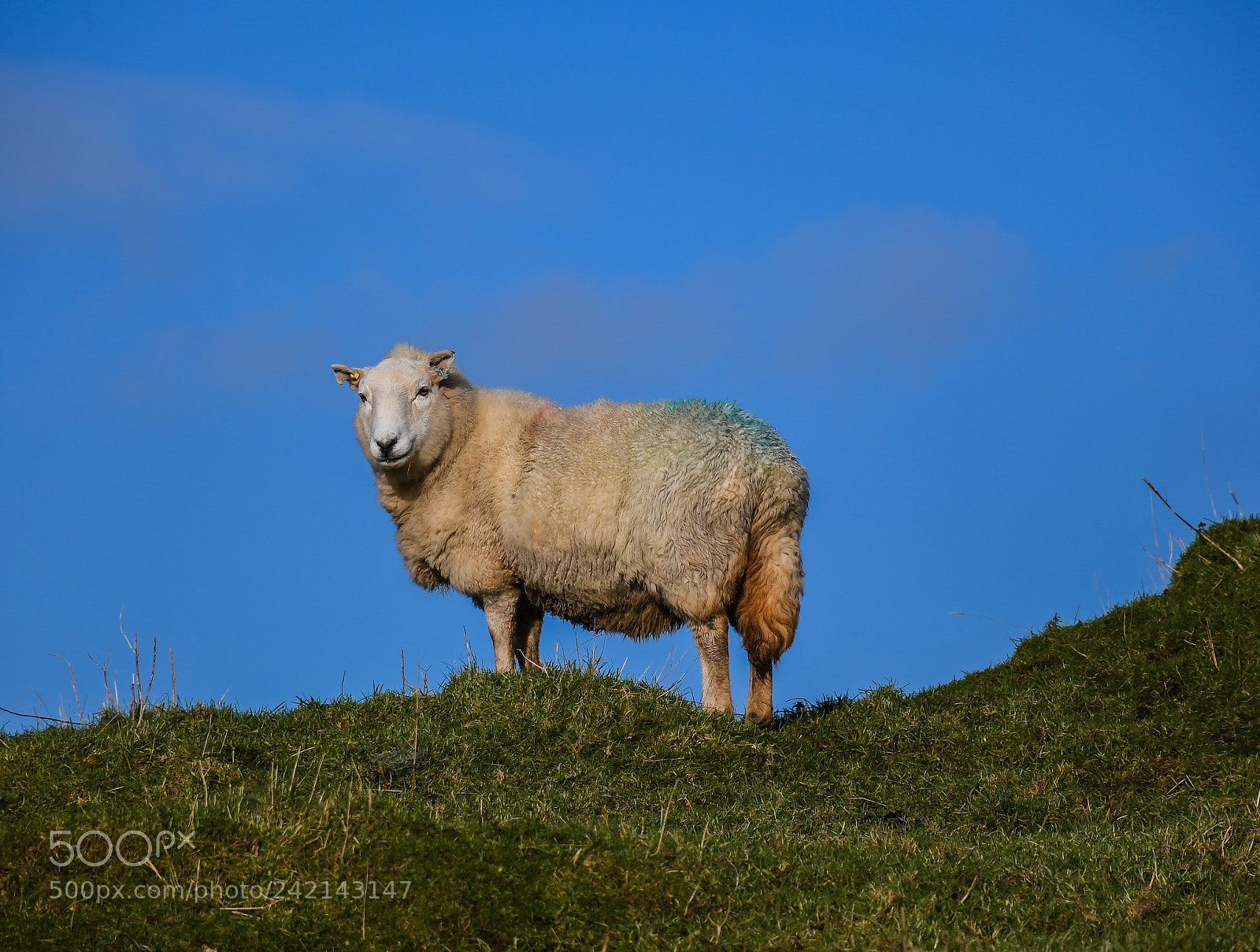 Nikon D7500 sample photo. Sheep photography