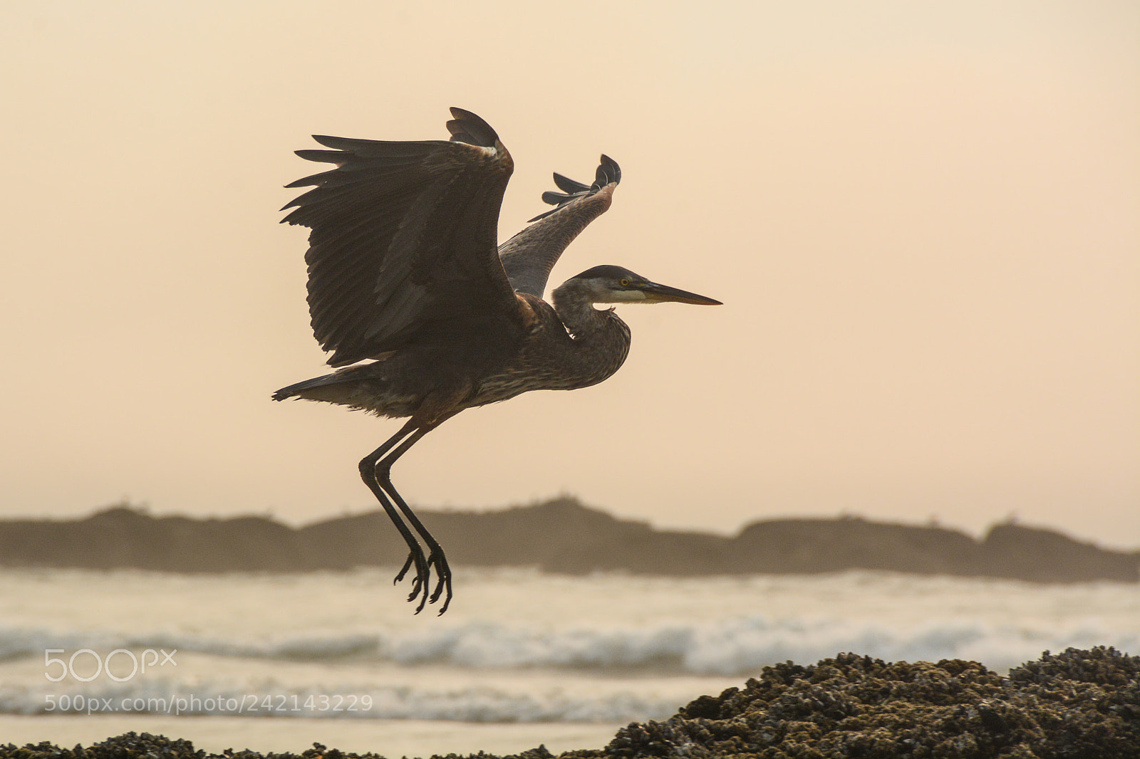Nikon D7100 sample photo. Great blue heron photography