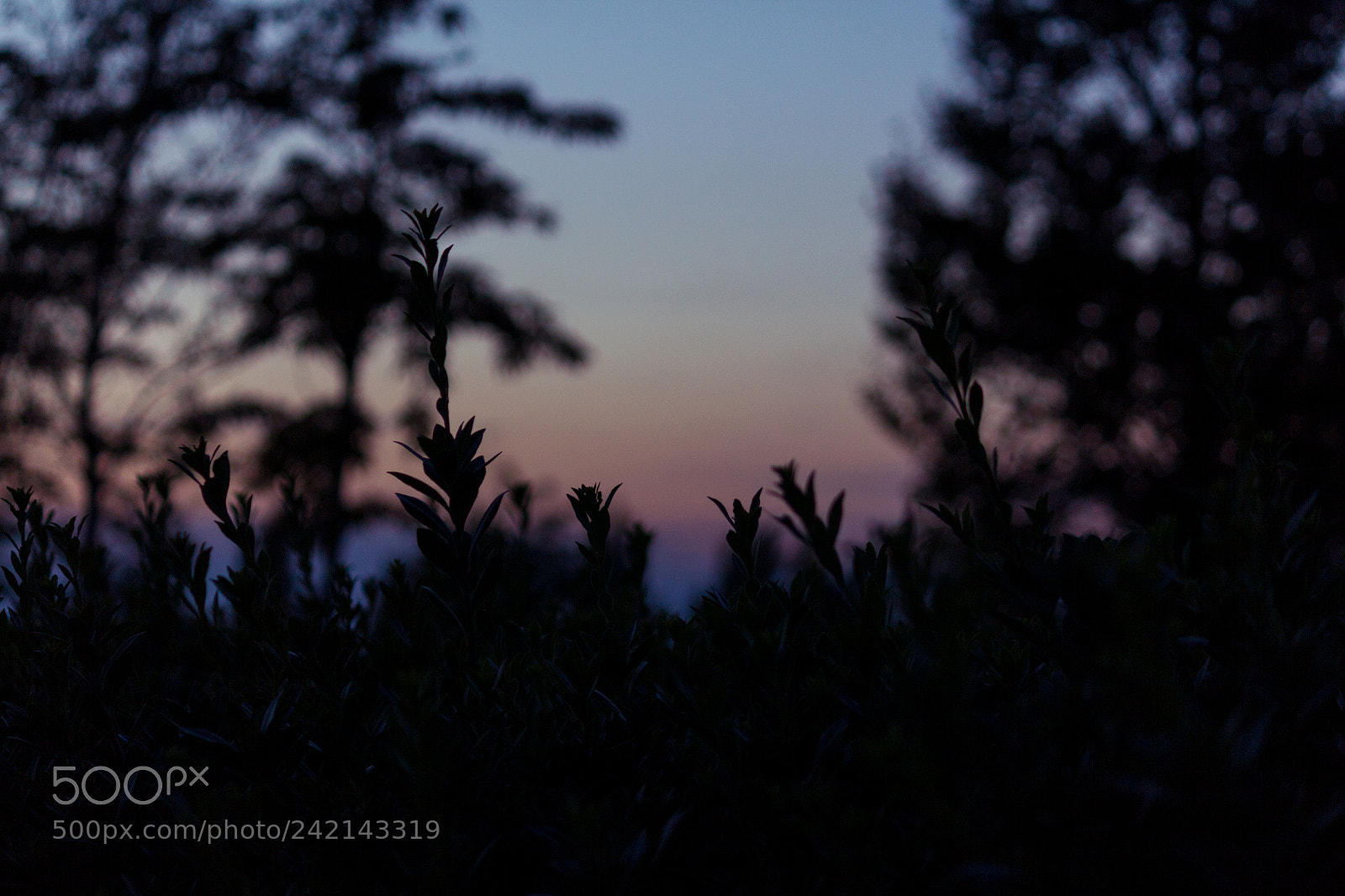 Canon EOS 60D sample photo. Untitled photography