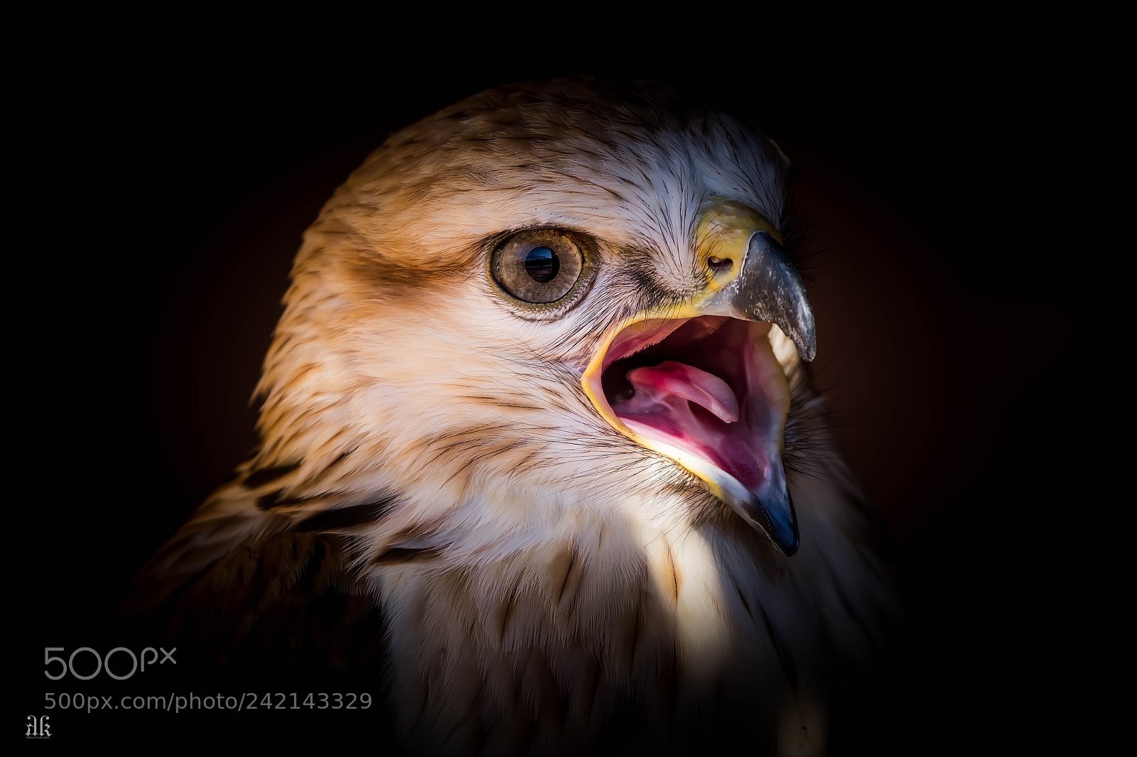 Nikon D7200 sample photo. Buzzard photography