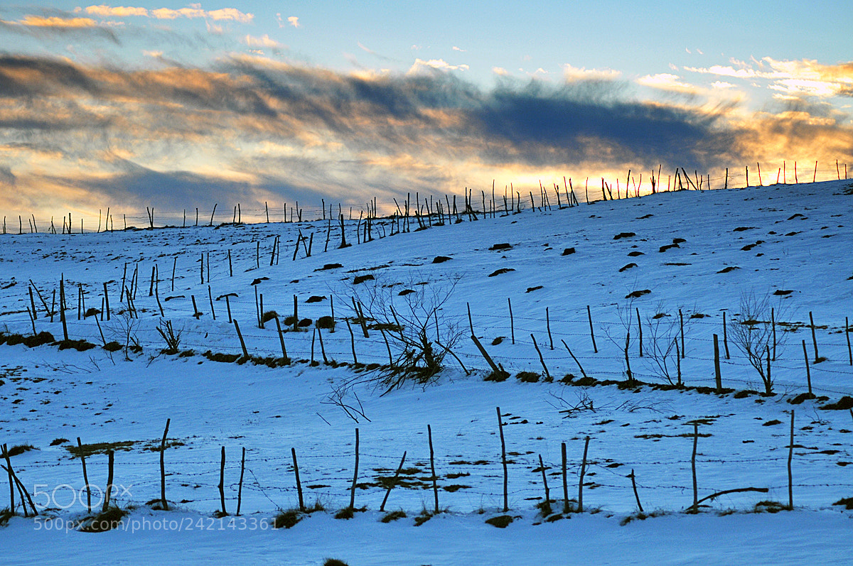 Nikon D300 sample photo. * photography