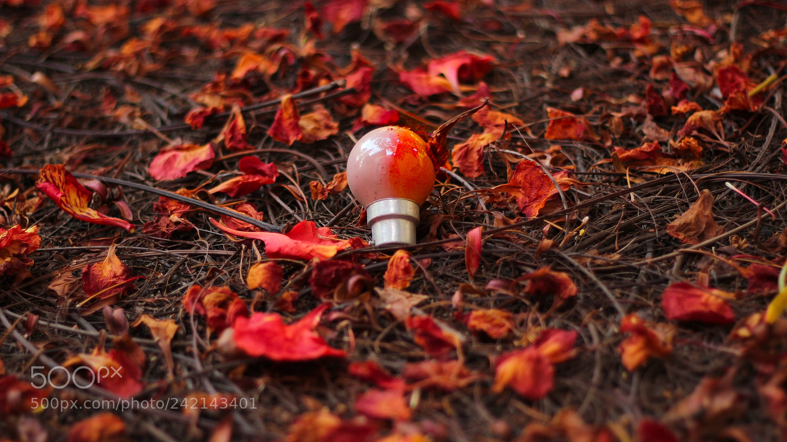 Canon EOS 600D (Rebel EOS T3i / EOS Kiss X5) sample photo. Absorbing colors photography