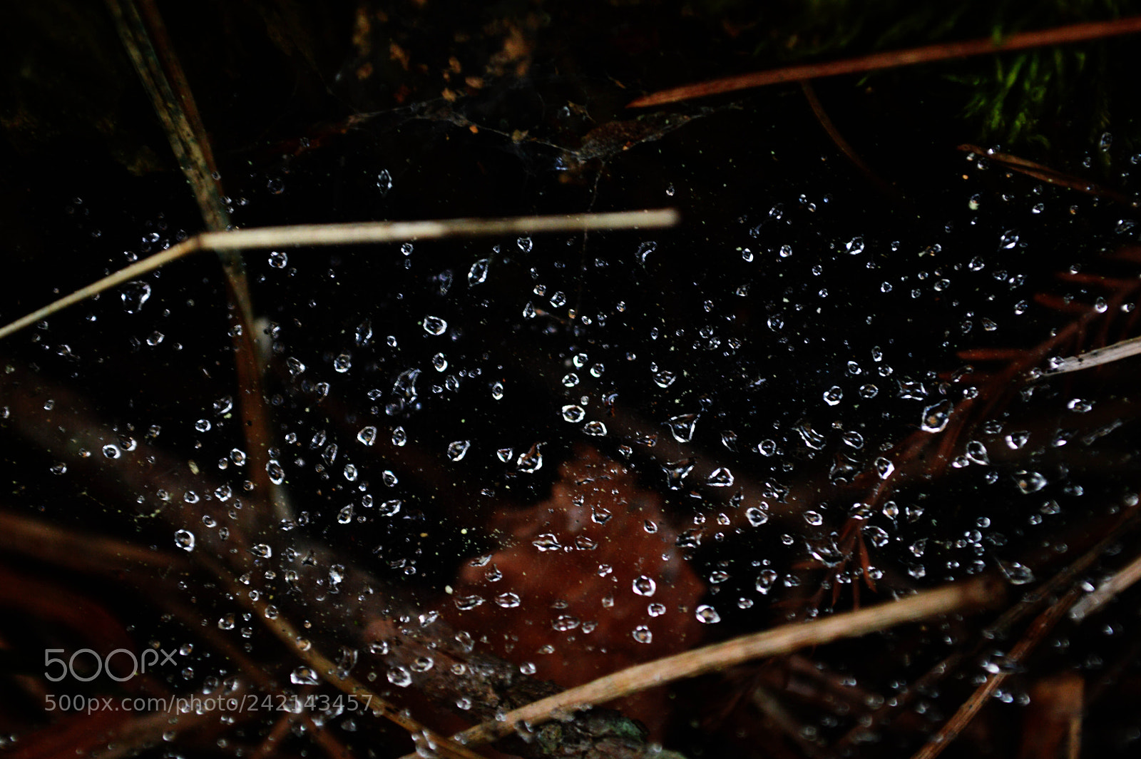 Nikon D3200 sample photo. Spider web with rain photography