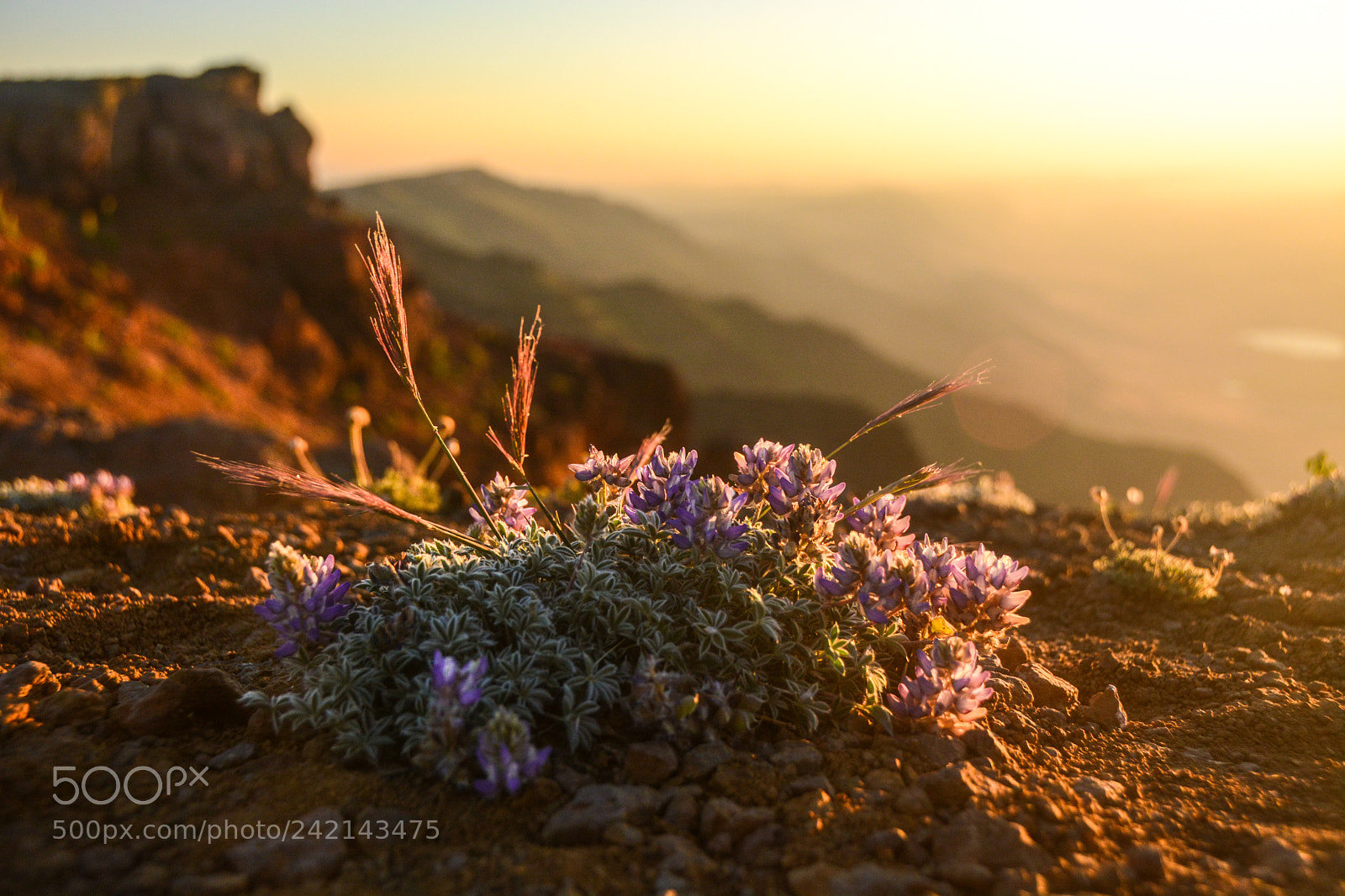 Nikon D7100 sample photo. Lupine on steens photography
