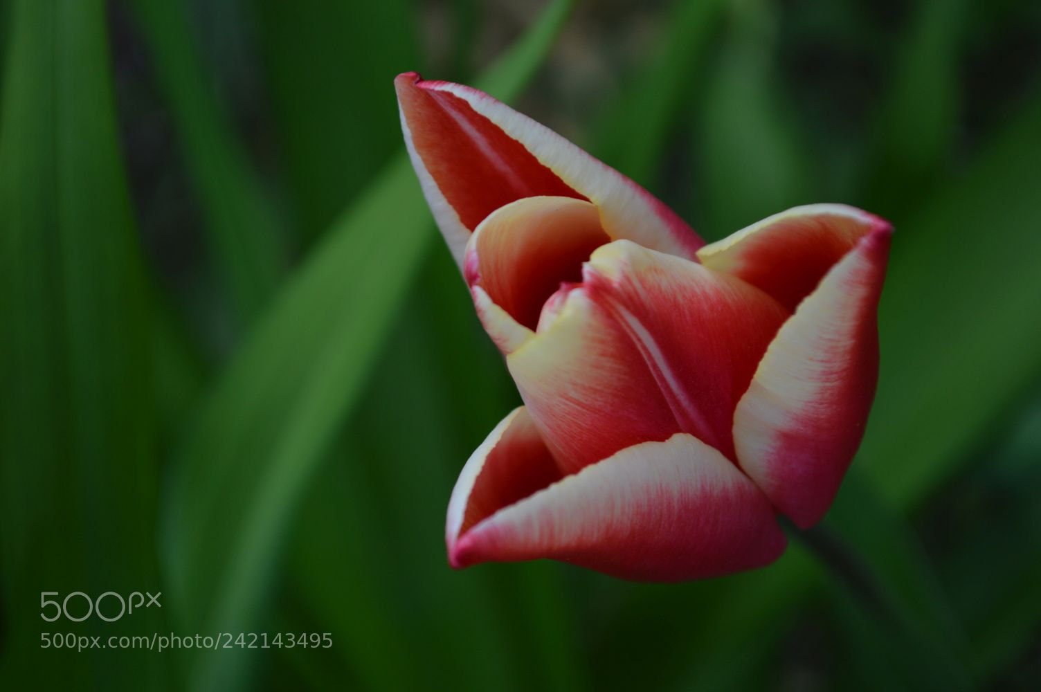 Nikon D3200 sample photo. Tulip photography