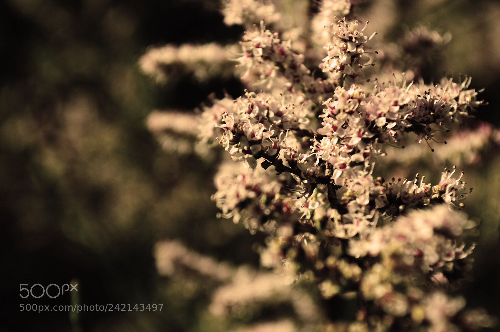 Nikon D3200 sample photo. Tiny flowers photography