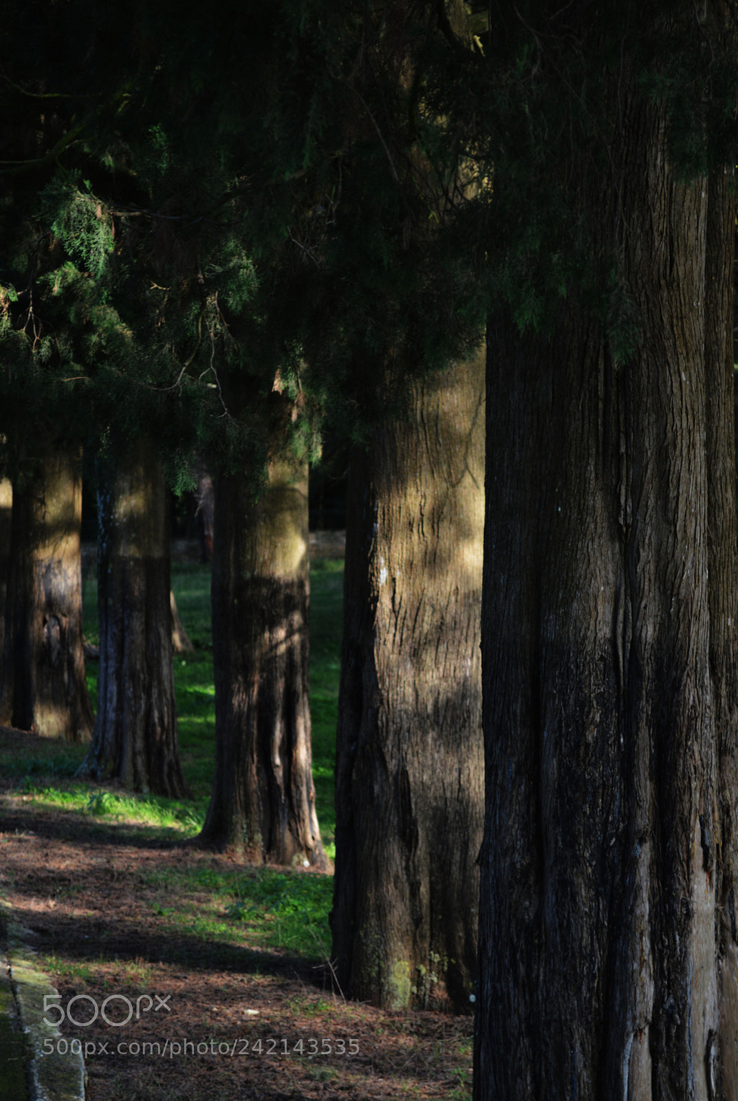 Nikon D3200 sample photo. Tree column photography