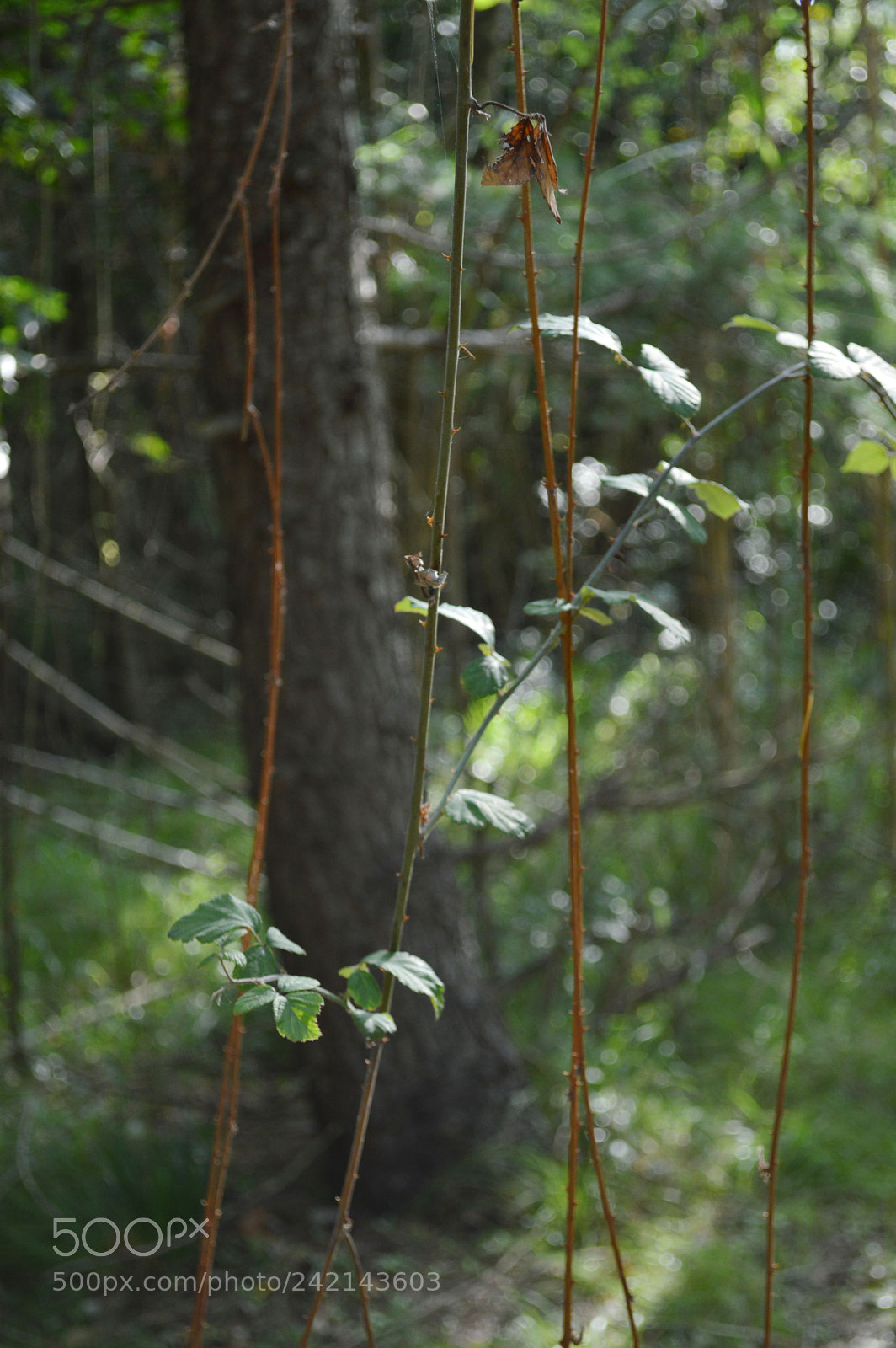 Nikon D3200 sample photo. Tarzan's home photography