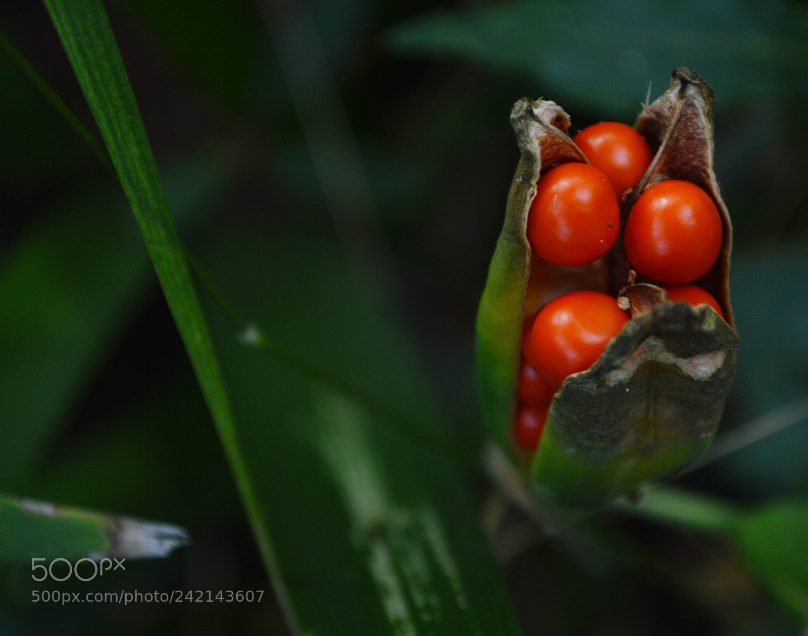 Nikon D3200 sample photo. Flower with orange seed photography
