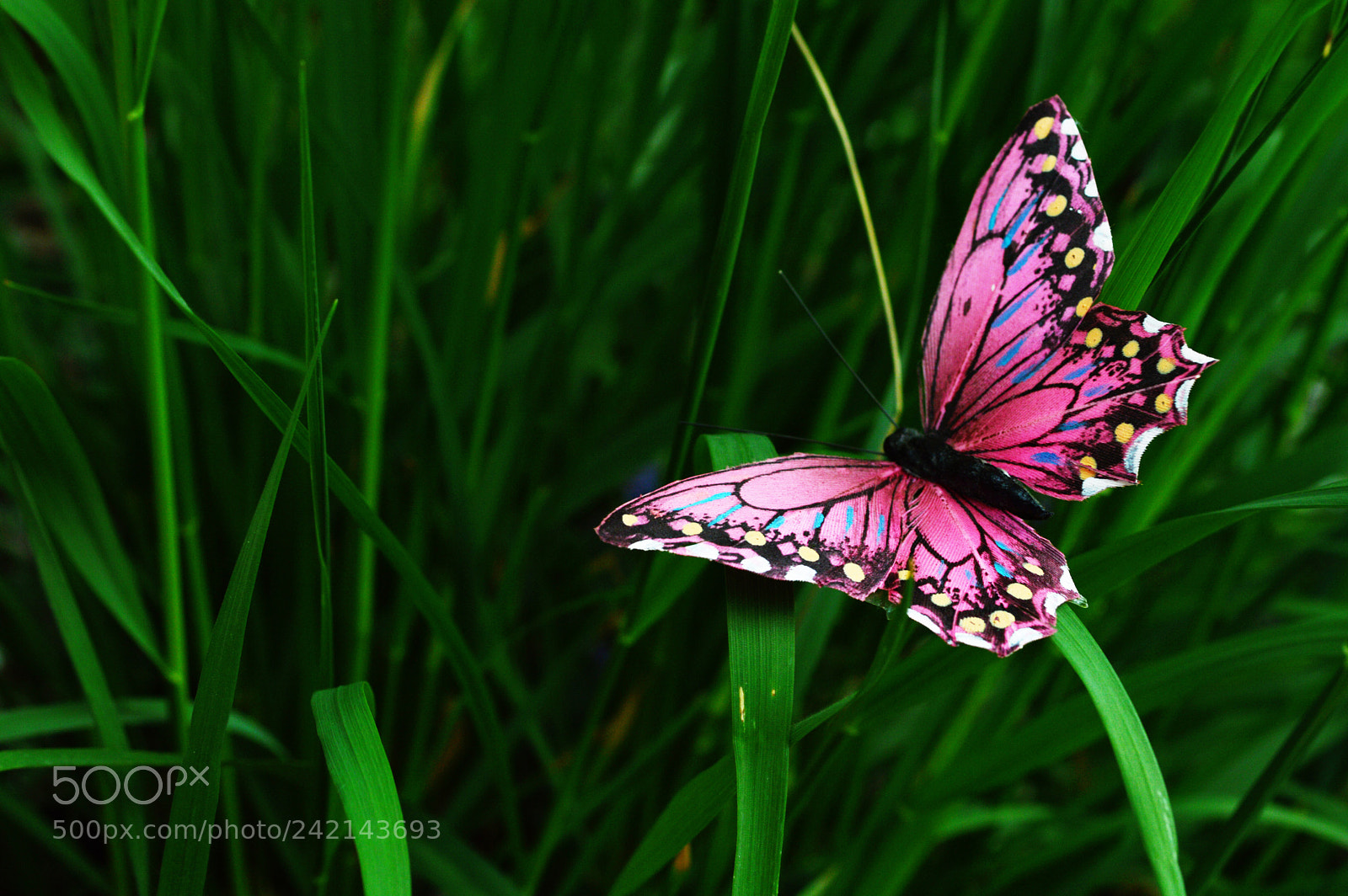 Nikon D3200 sample photo. Pink butterfly photography