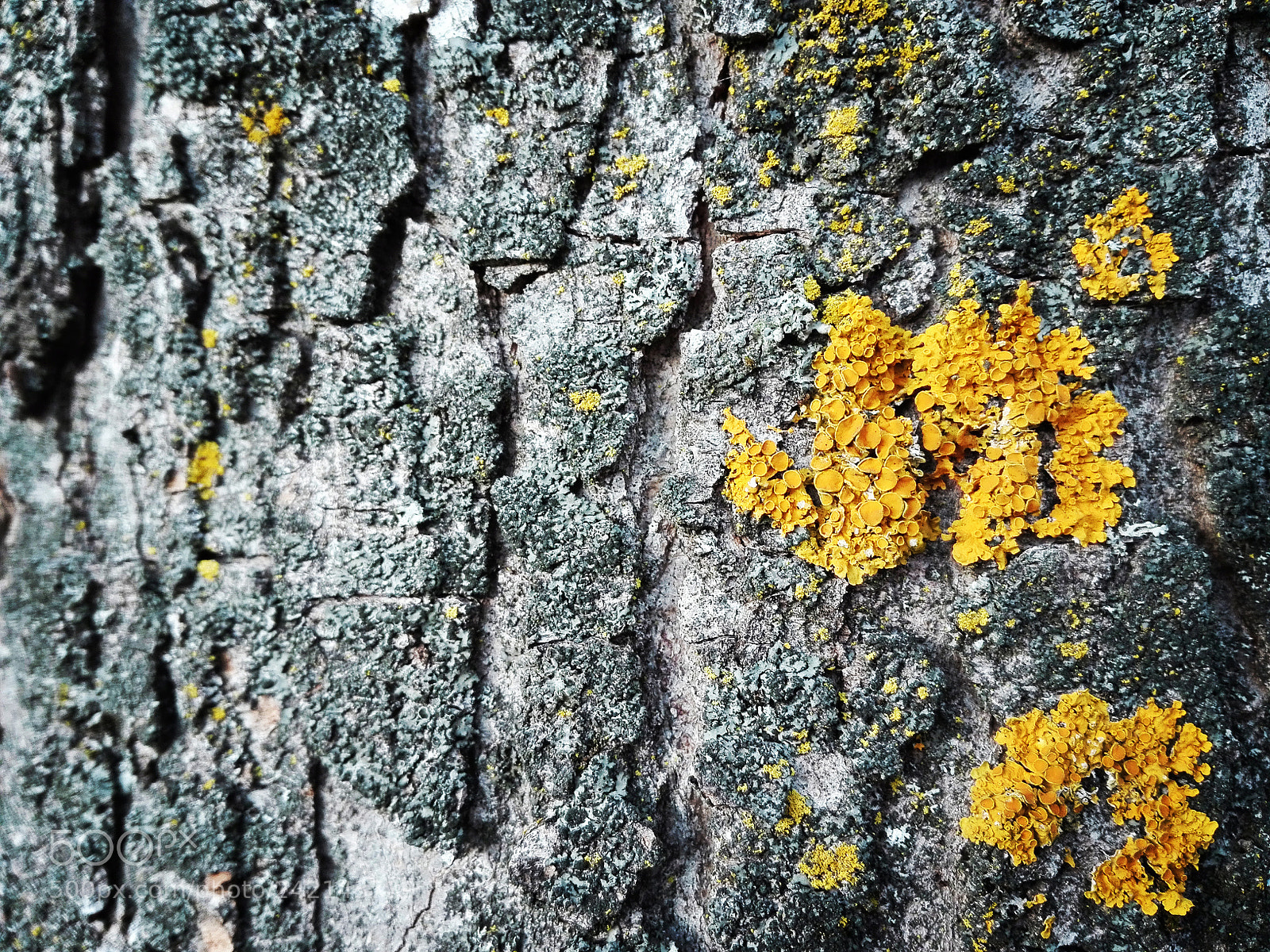 HUAWEI P8 Lite sample photo. Yellow mossy photography