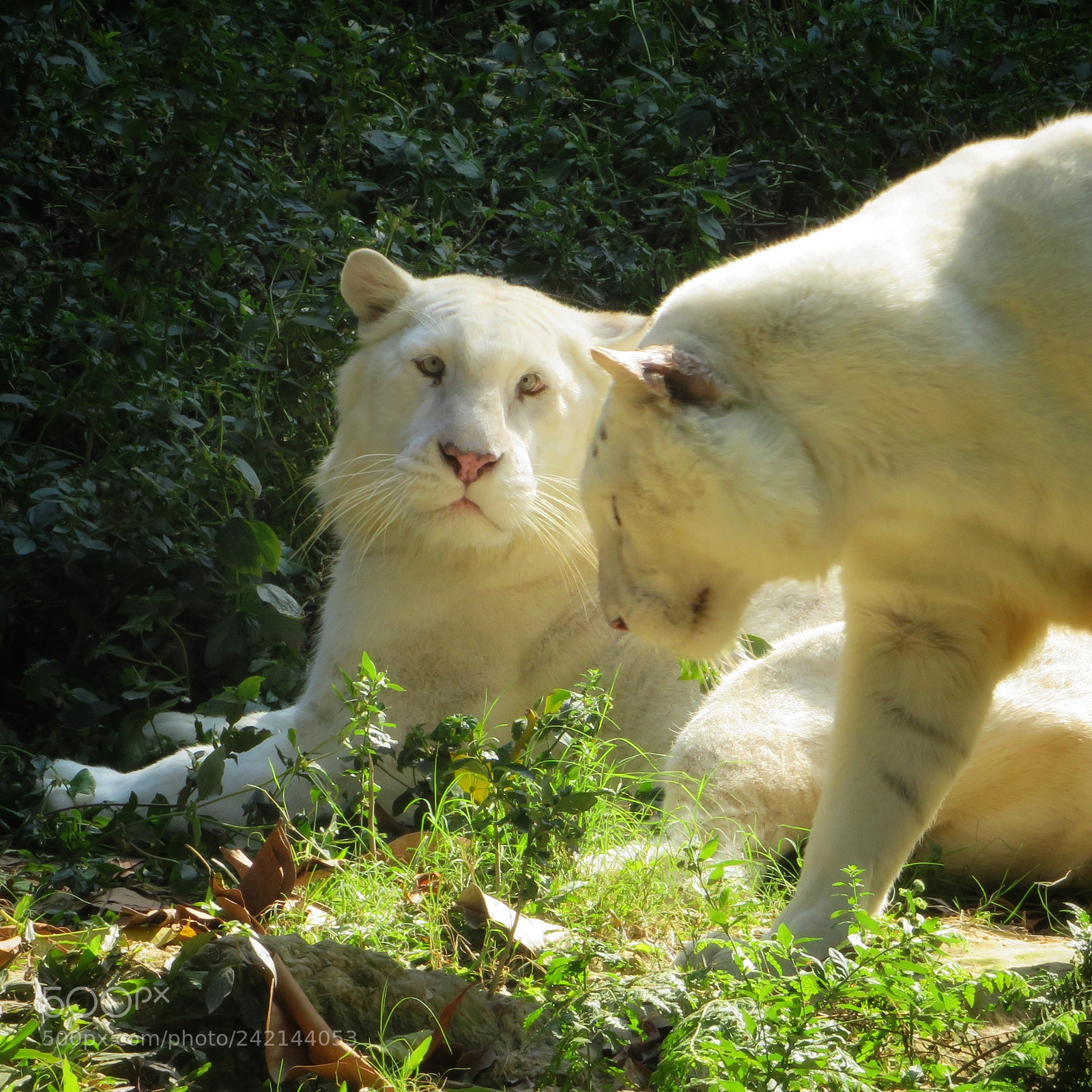 Canon PowerShot SX720 HS sample photo. Snow tigers photography
