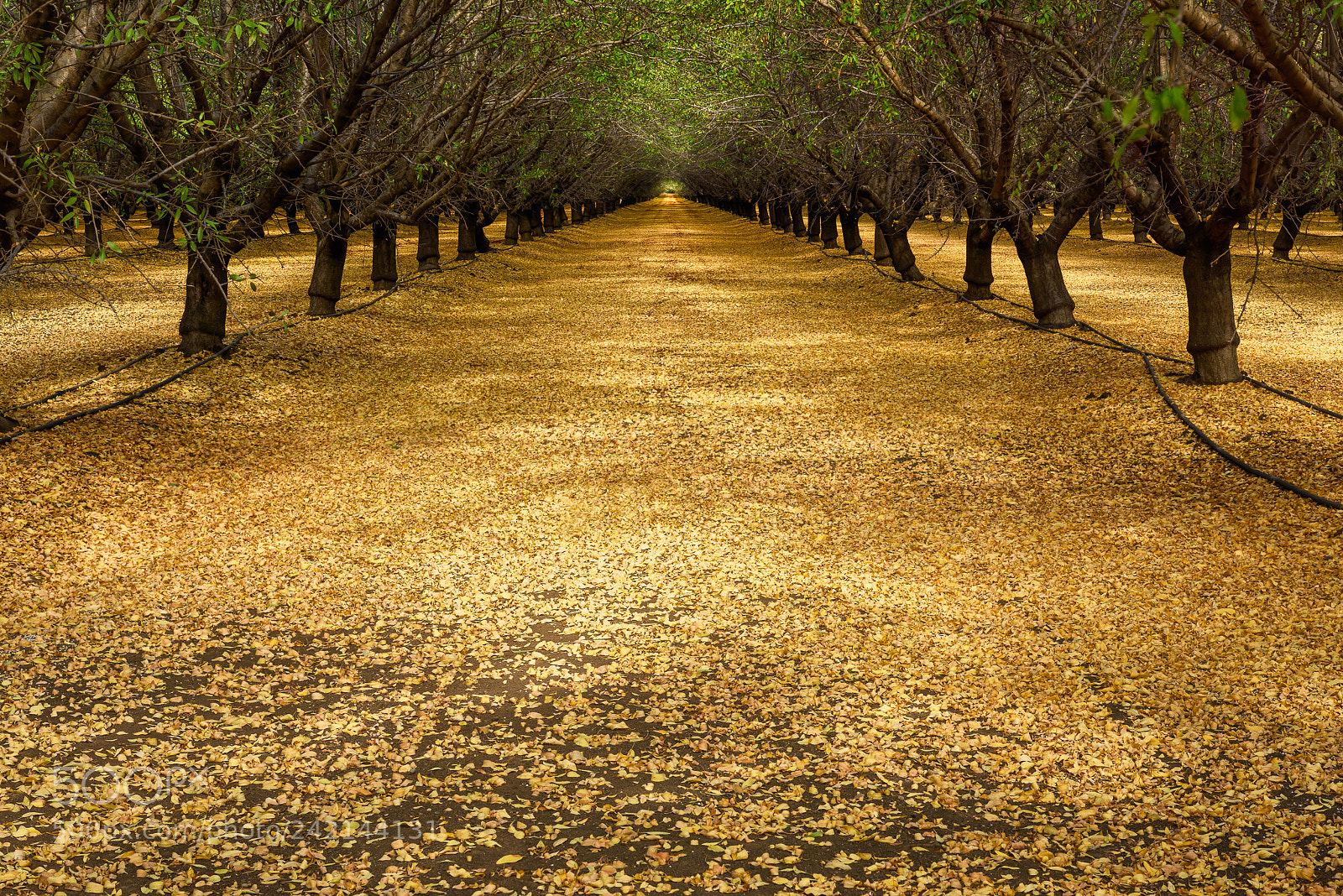 Nikon D810 sample photo. Farm lands of california photography