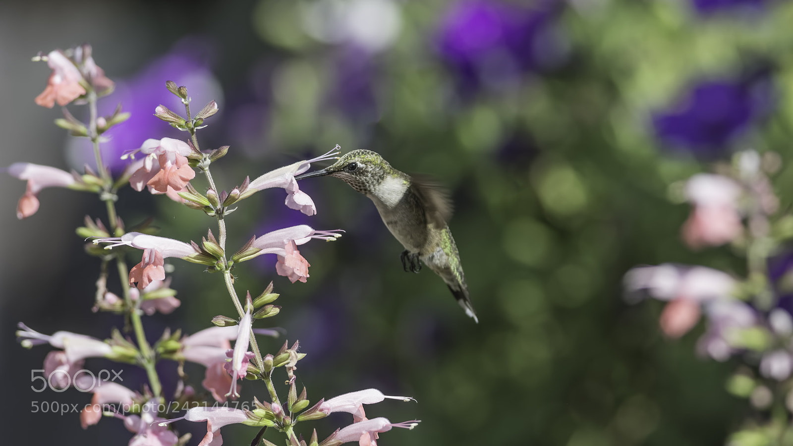 Nikon D7100 sample photo. Beauty bower photography