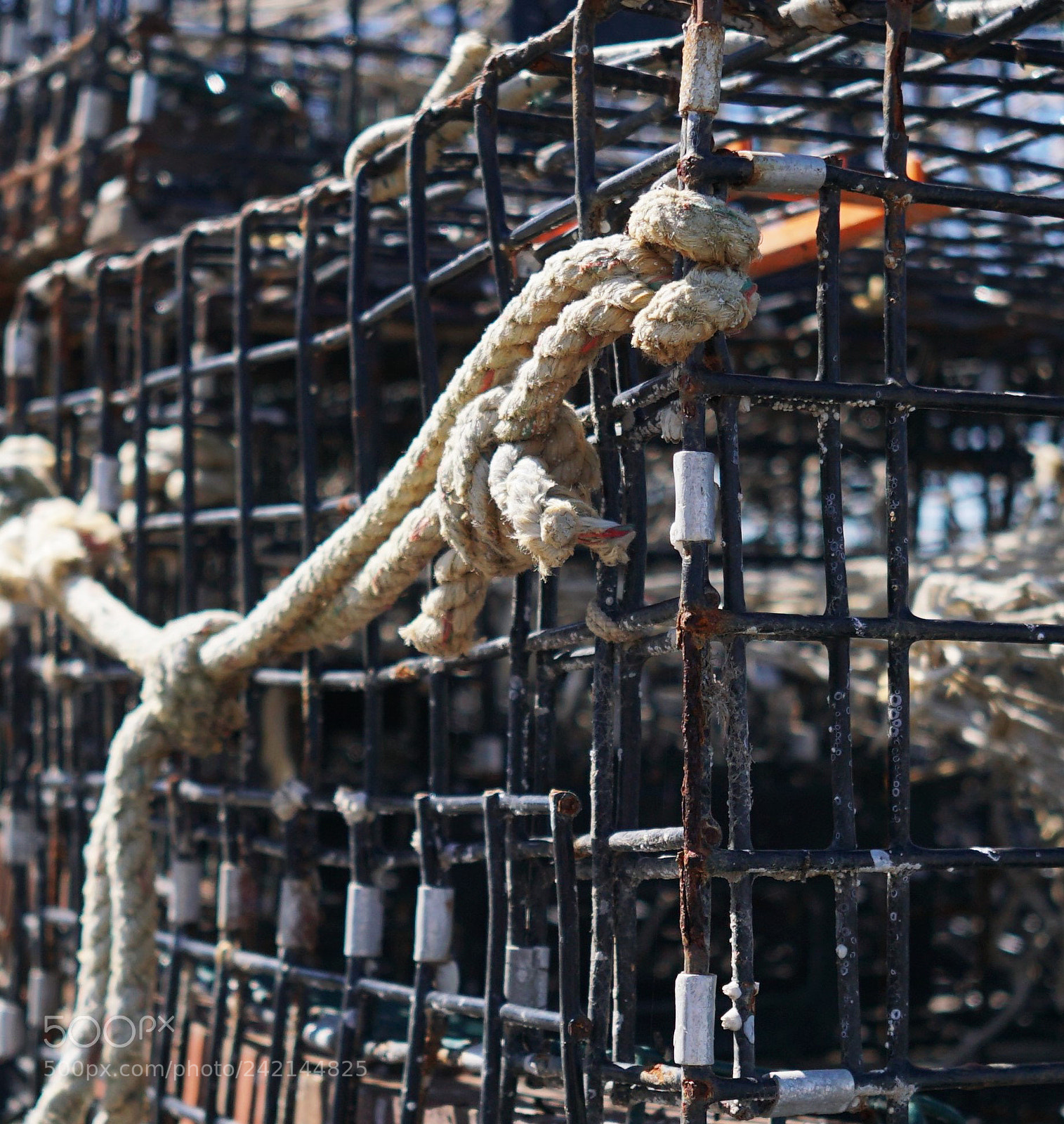 Sony a6500 sample photo. Rope on a lobster photography