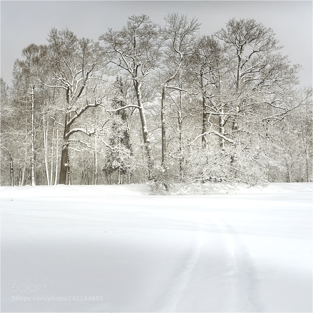 Pentax K-5 sample photo. Snowy winter.. _9_ photography