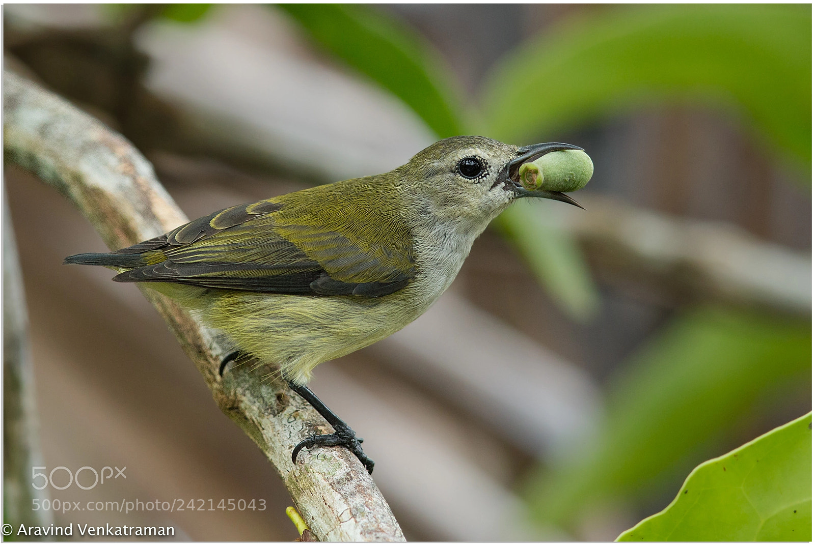 Canon EOS-1D X sample photo. Andaman flowerpecker photography