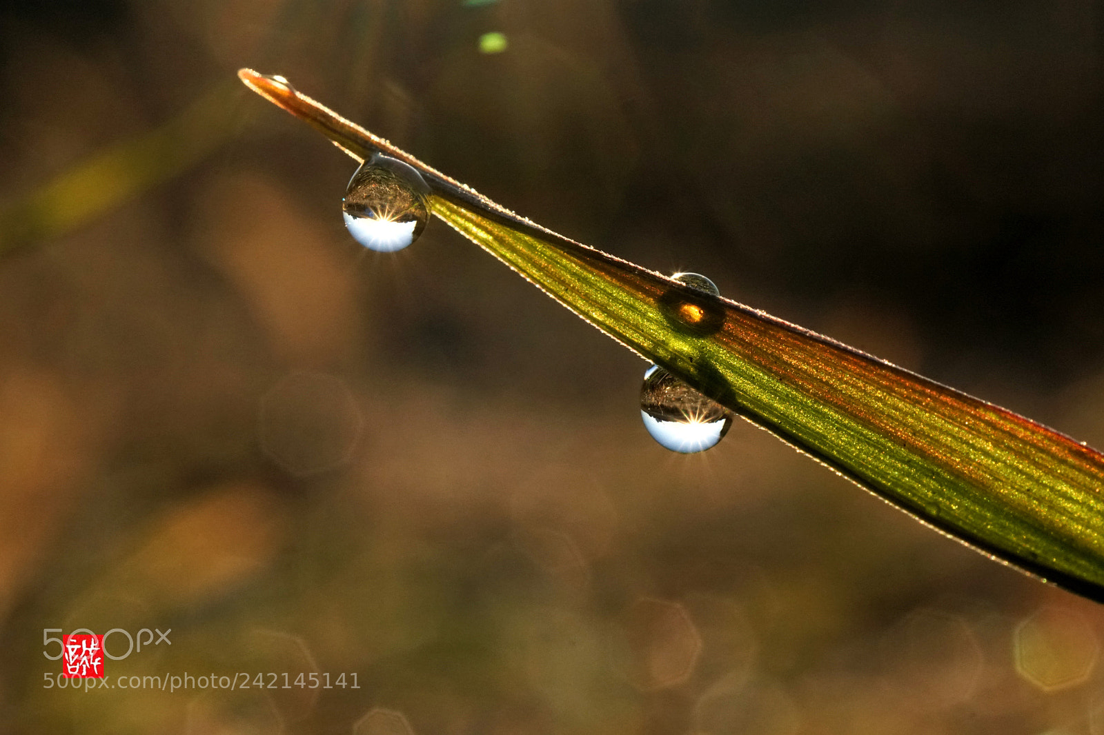 Sony a6500 sample photo. Morning dew 0111 photography