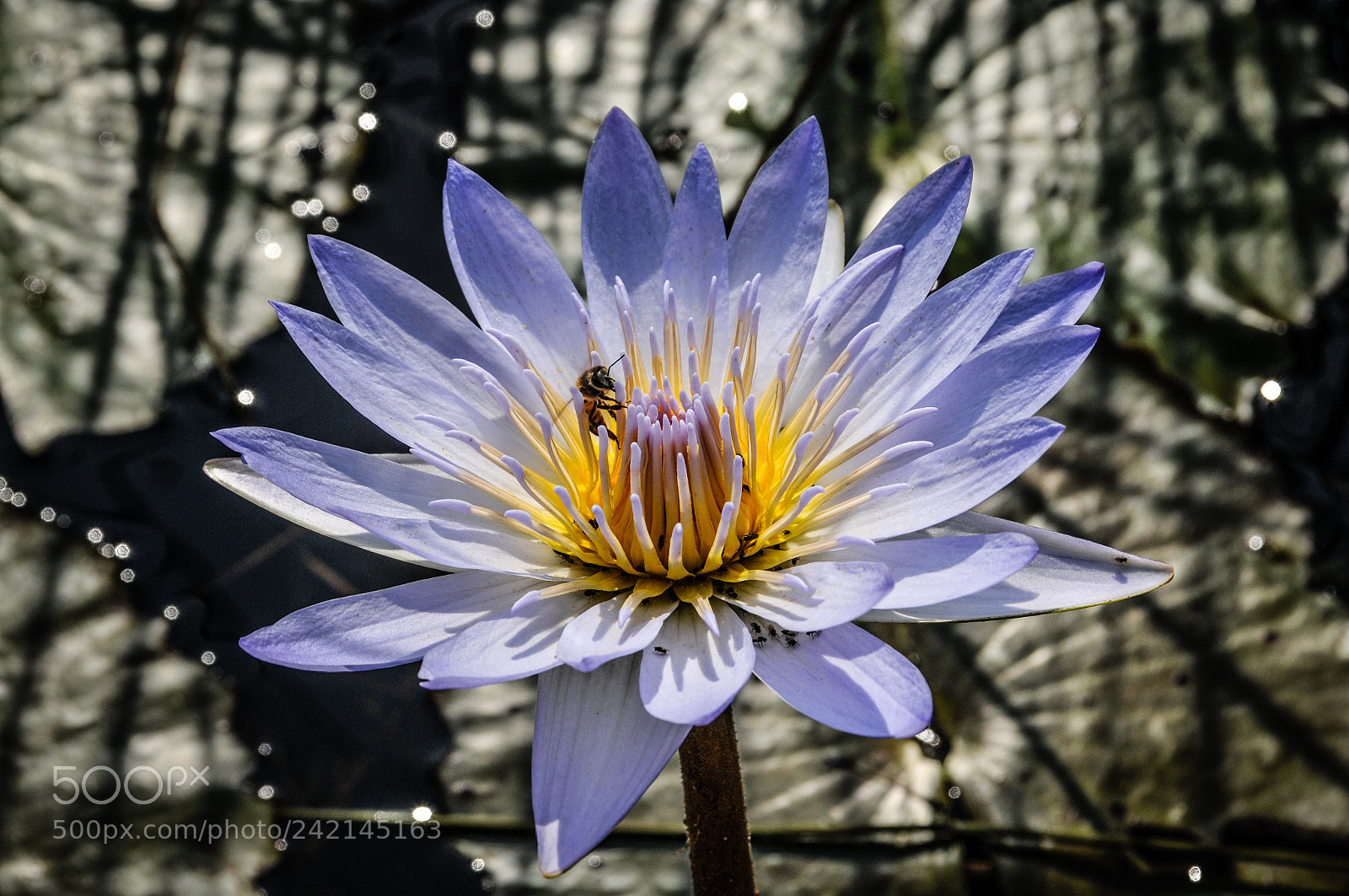 Nikon D300S sample photo. Loto and bee photography