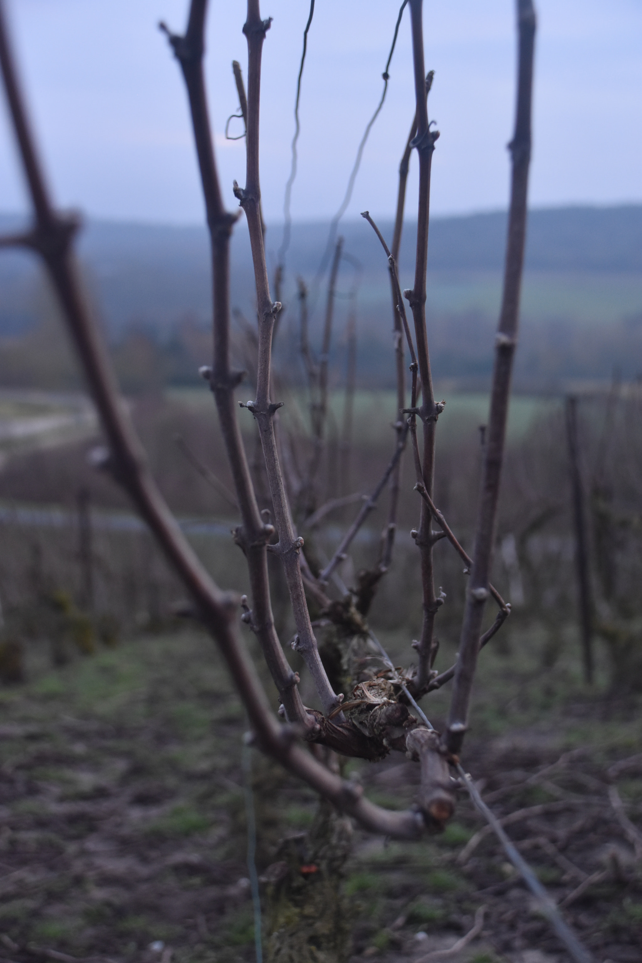 Nikon D3400 sample photo. Vines photography