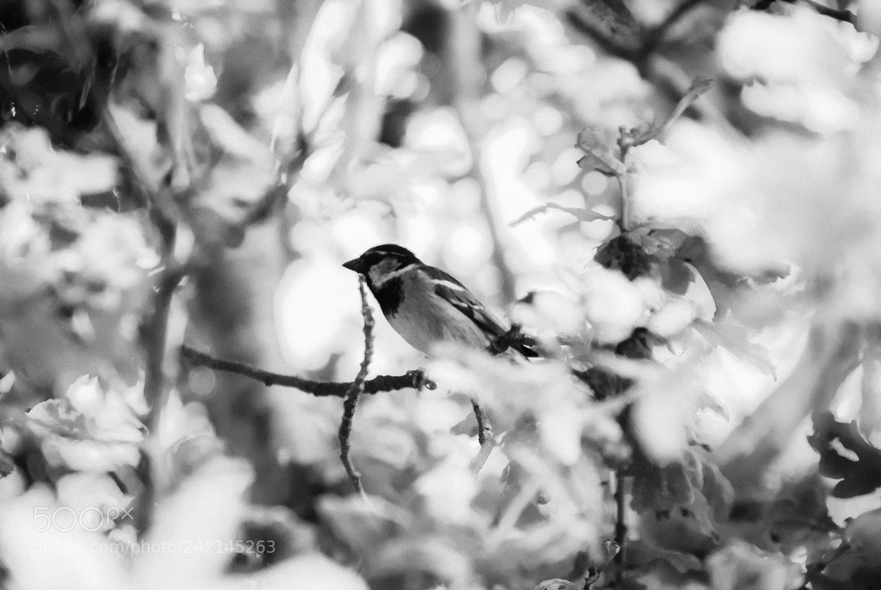 Nikon D3000 sample photo. Untitled photography